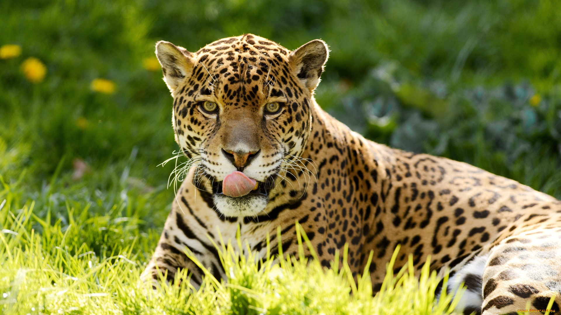 животные, Ягуары, ягуар, отдых