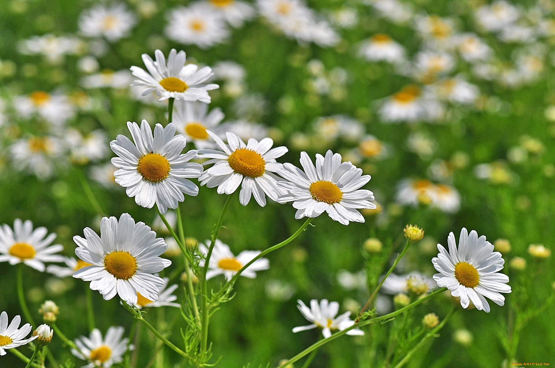 цветы, ромашки, солнышка