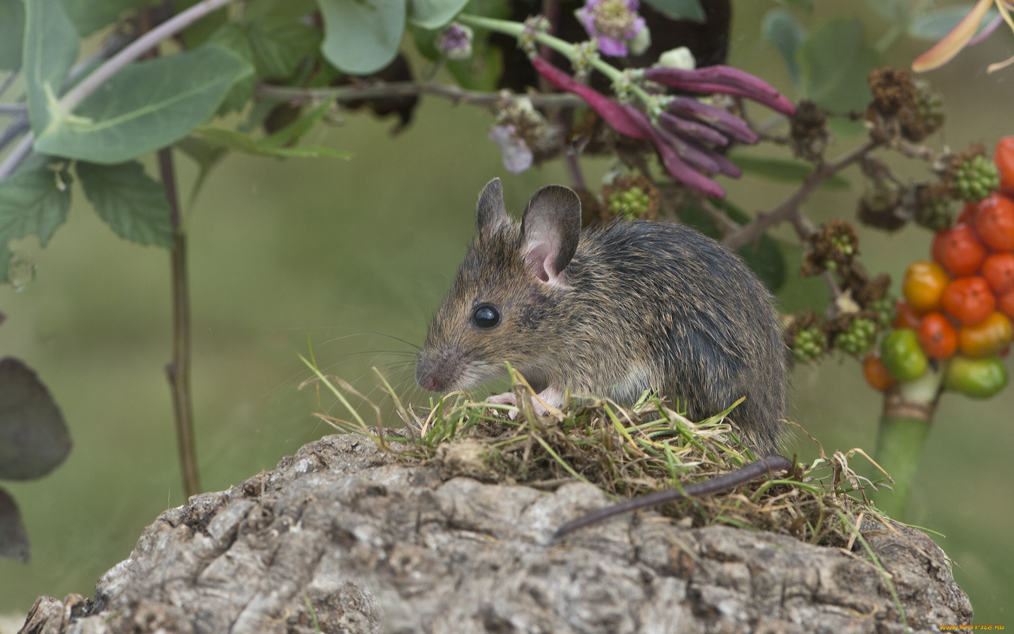 животные, крысы, мыши, грызун, лесная, мышь