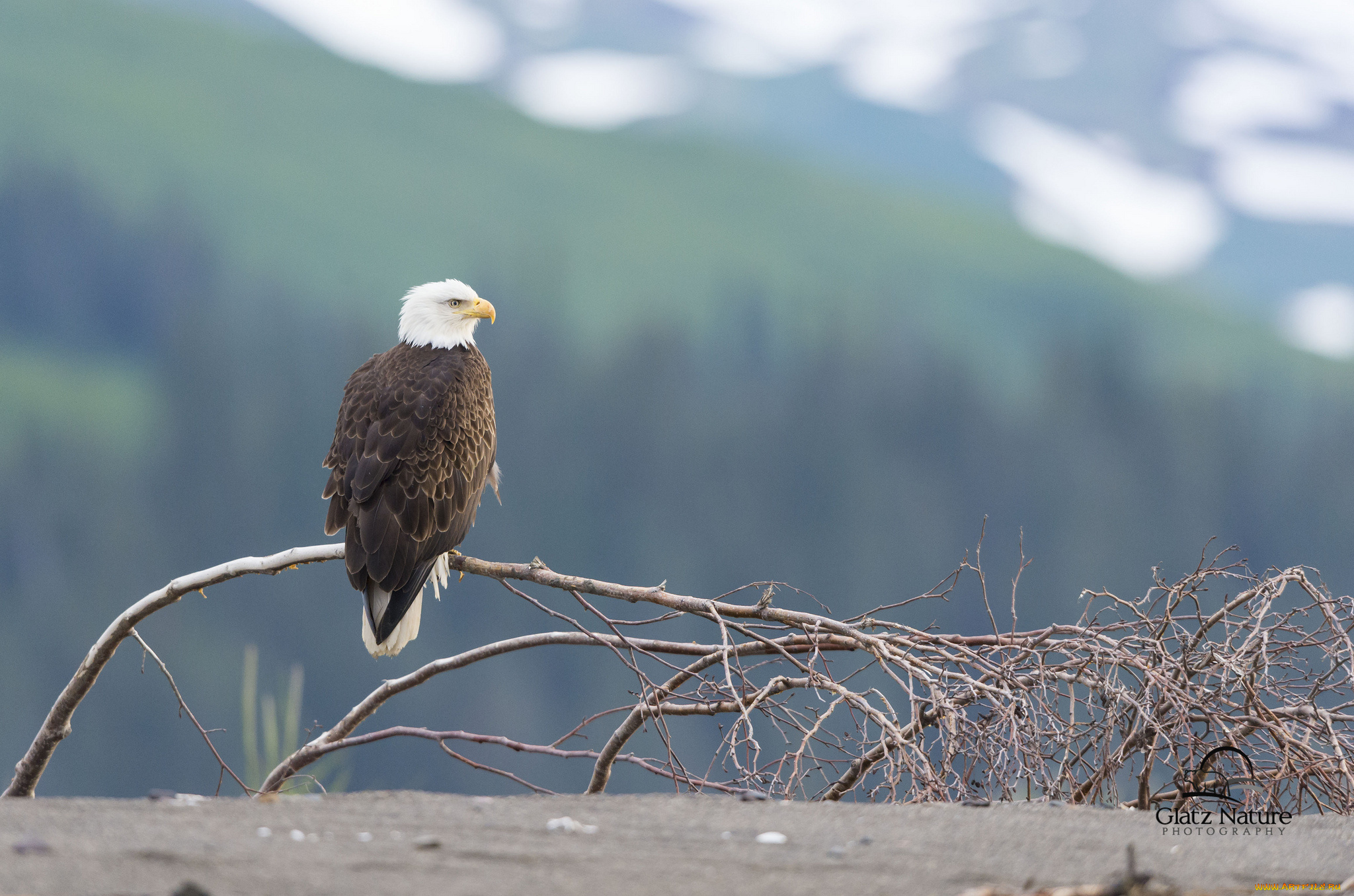 животные, птицы, хищники, ветки, белоголовый, орлан