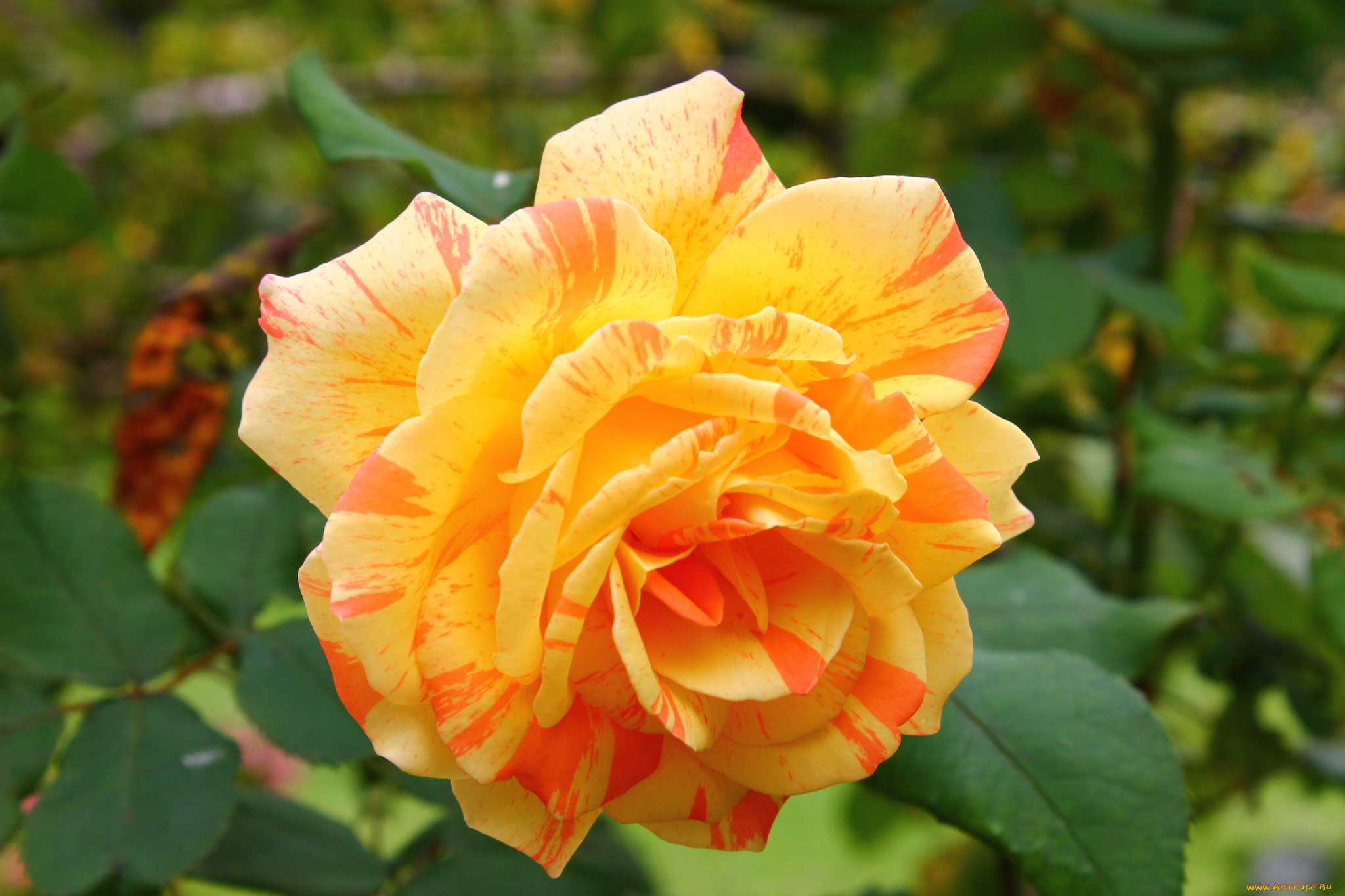 цветы, розы, лепестки, макро, бутон