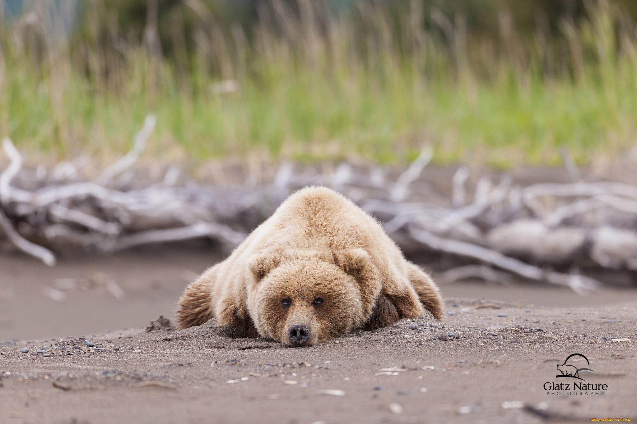 животные, медведи, бурый