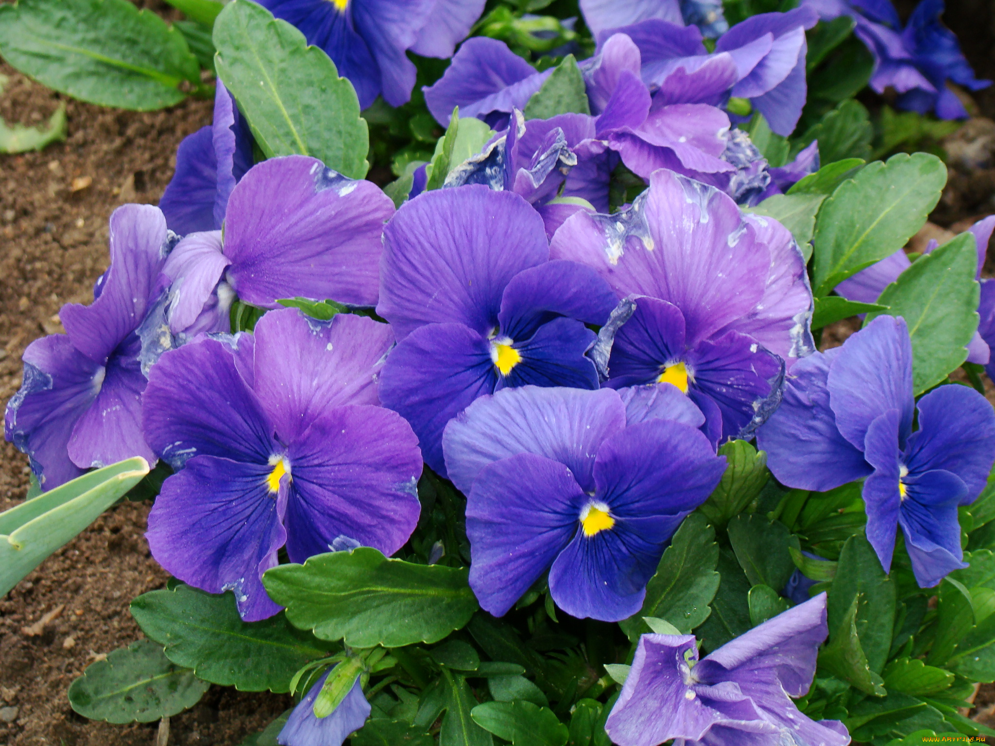 цветы, анютины, глазки, садовые, фиалки