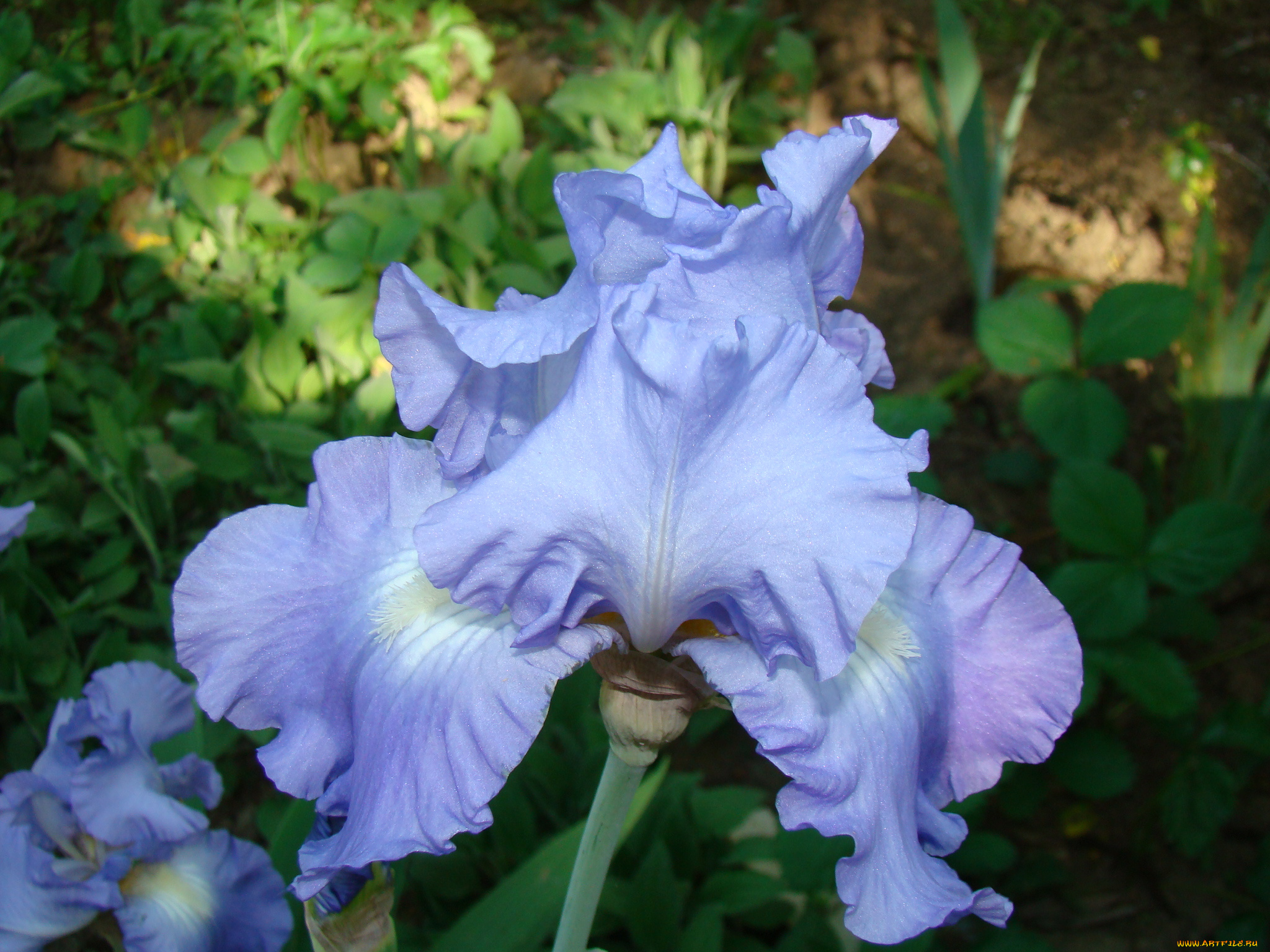 ирис, цветы, ирисы