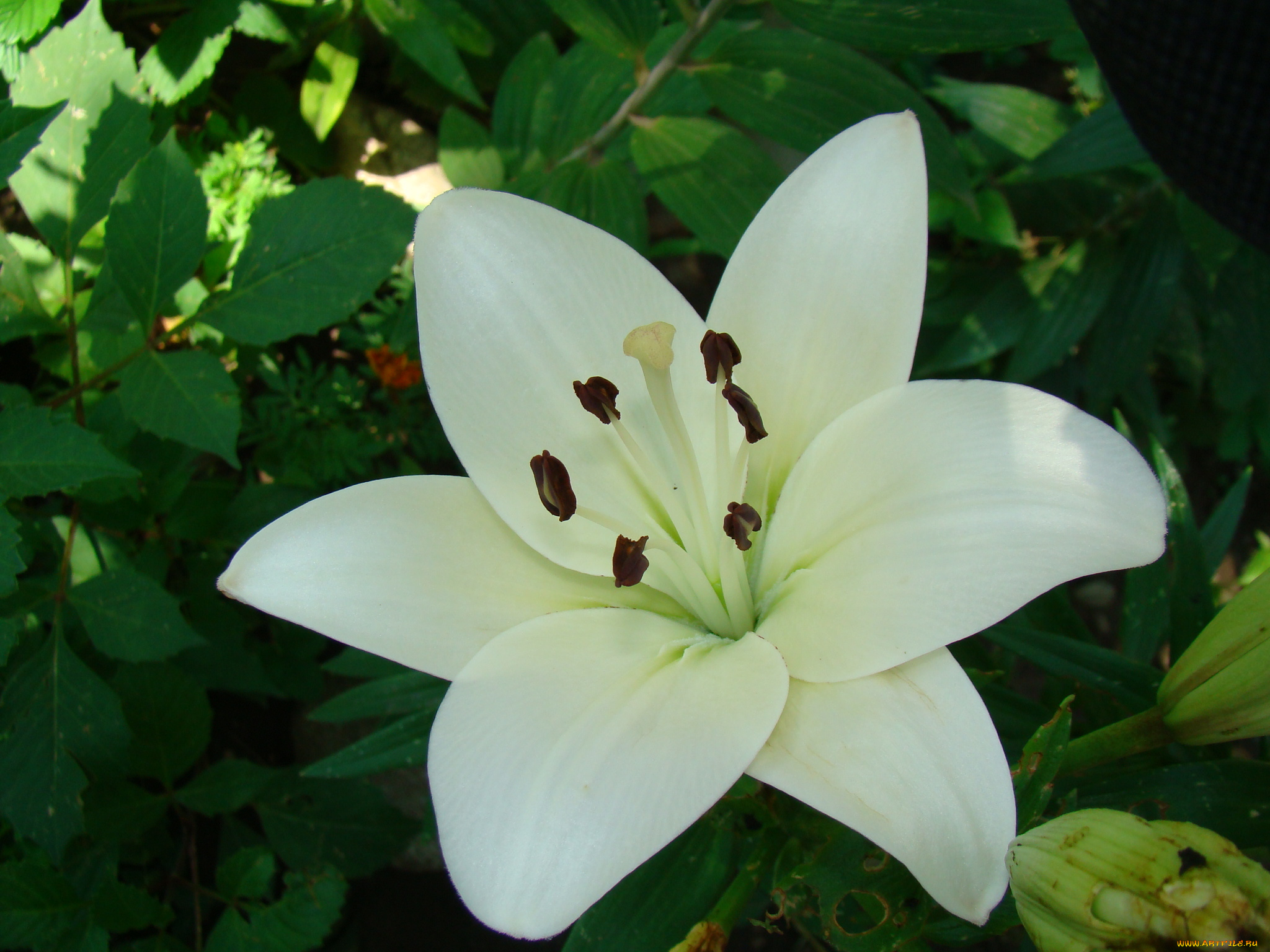 лилия, цветы, лилии, лилейники