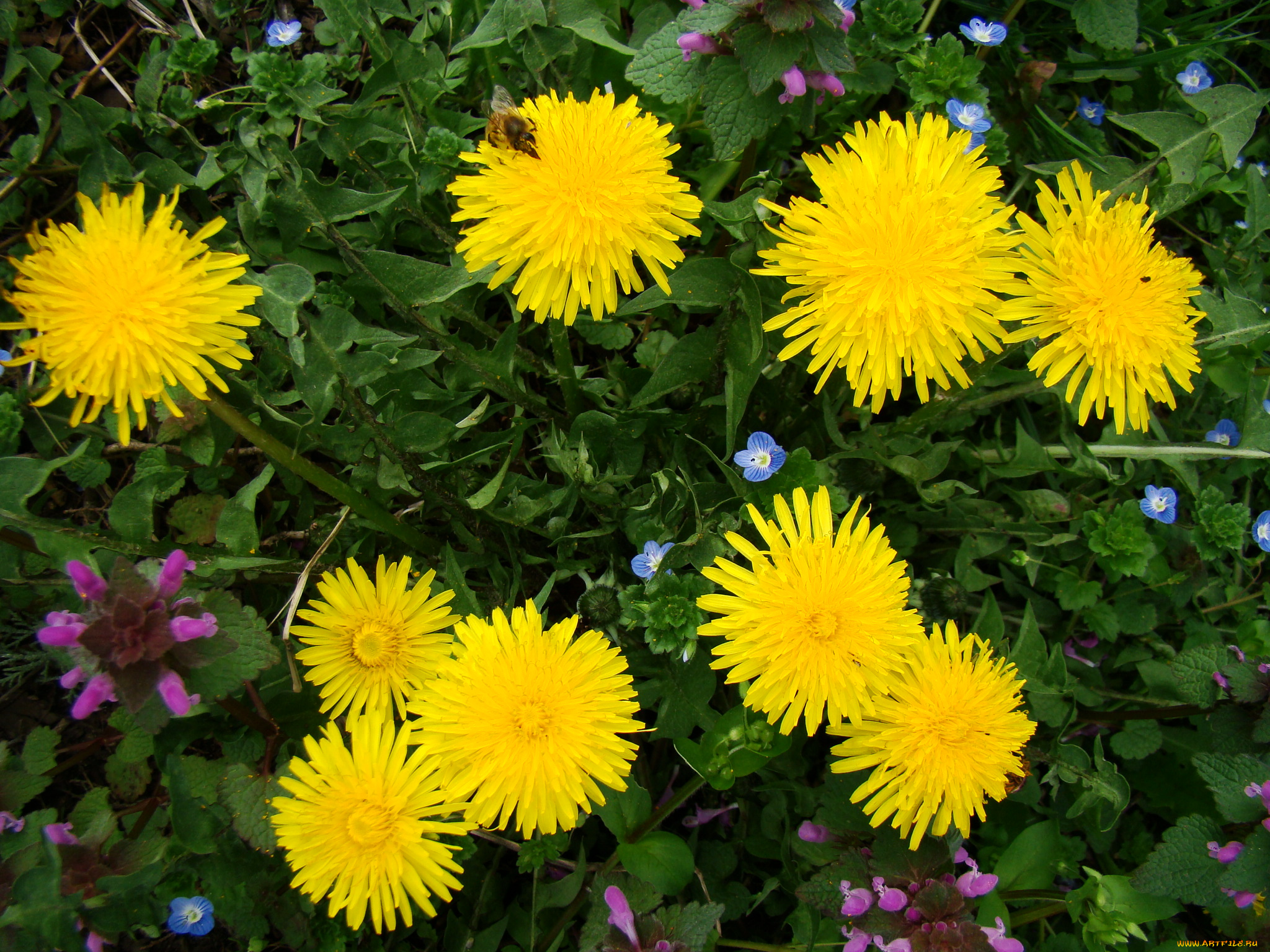 одуванчики, цветы