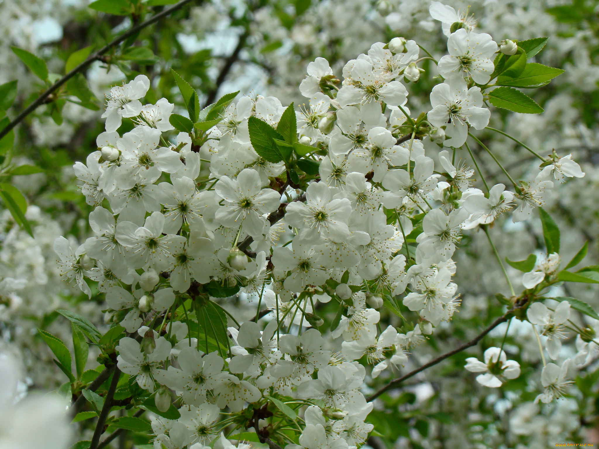 вишня, цветы, сакура