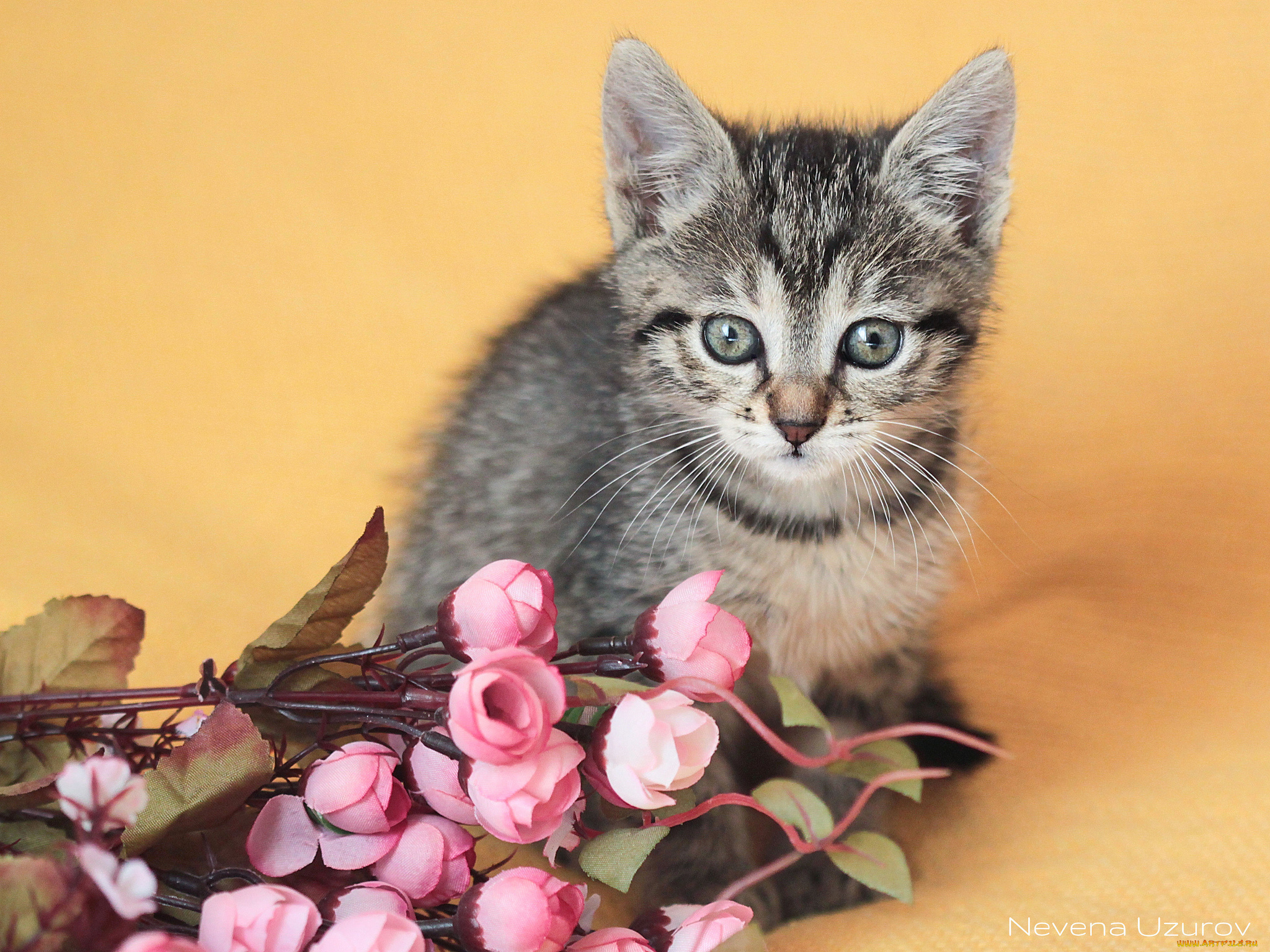 животные, коты, котик