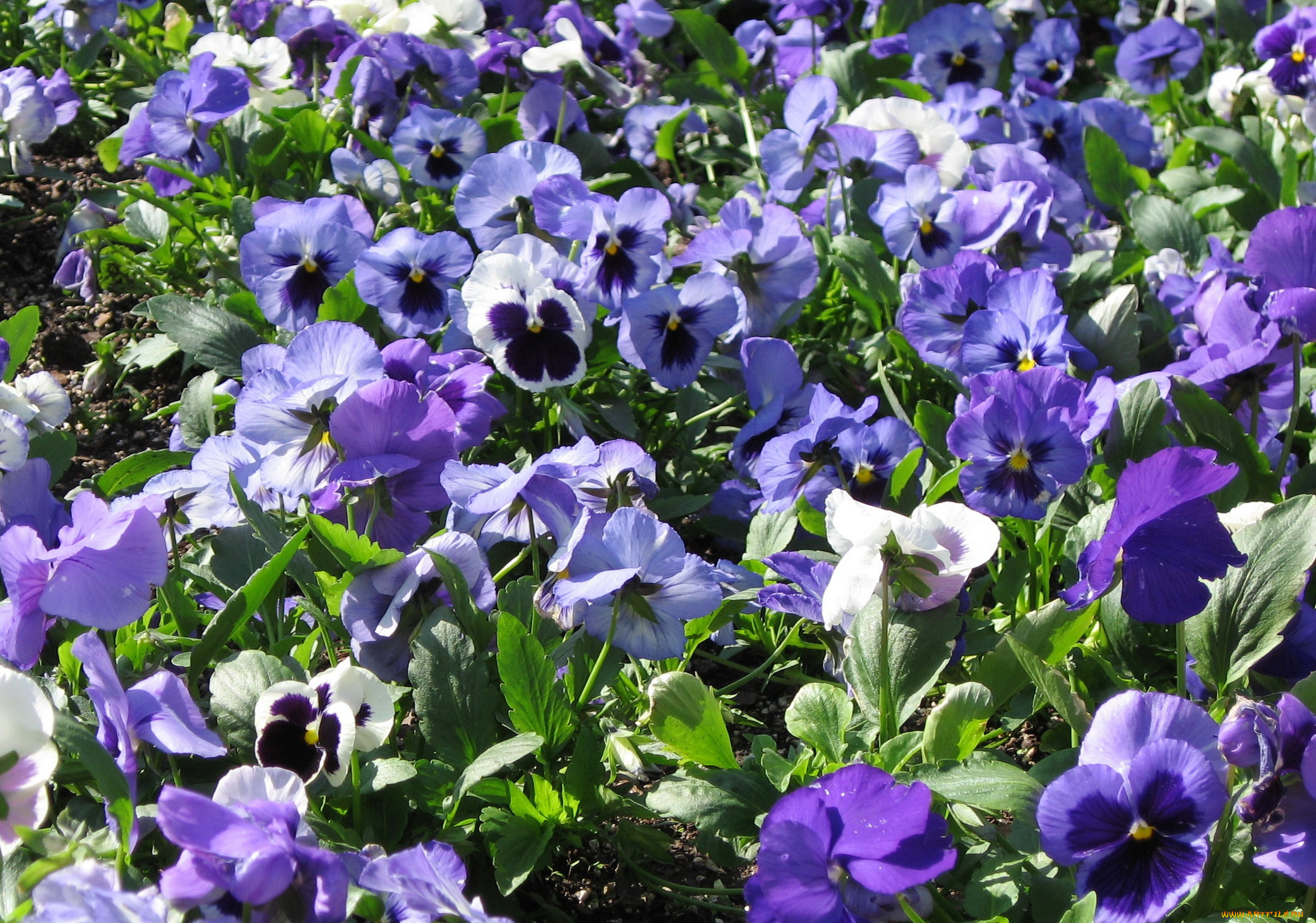 цветы, анютины, глазки, садовые, фиалки, фиалка, клумба