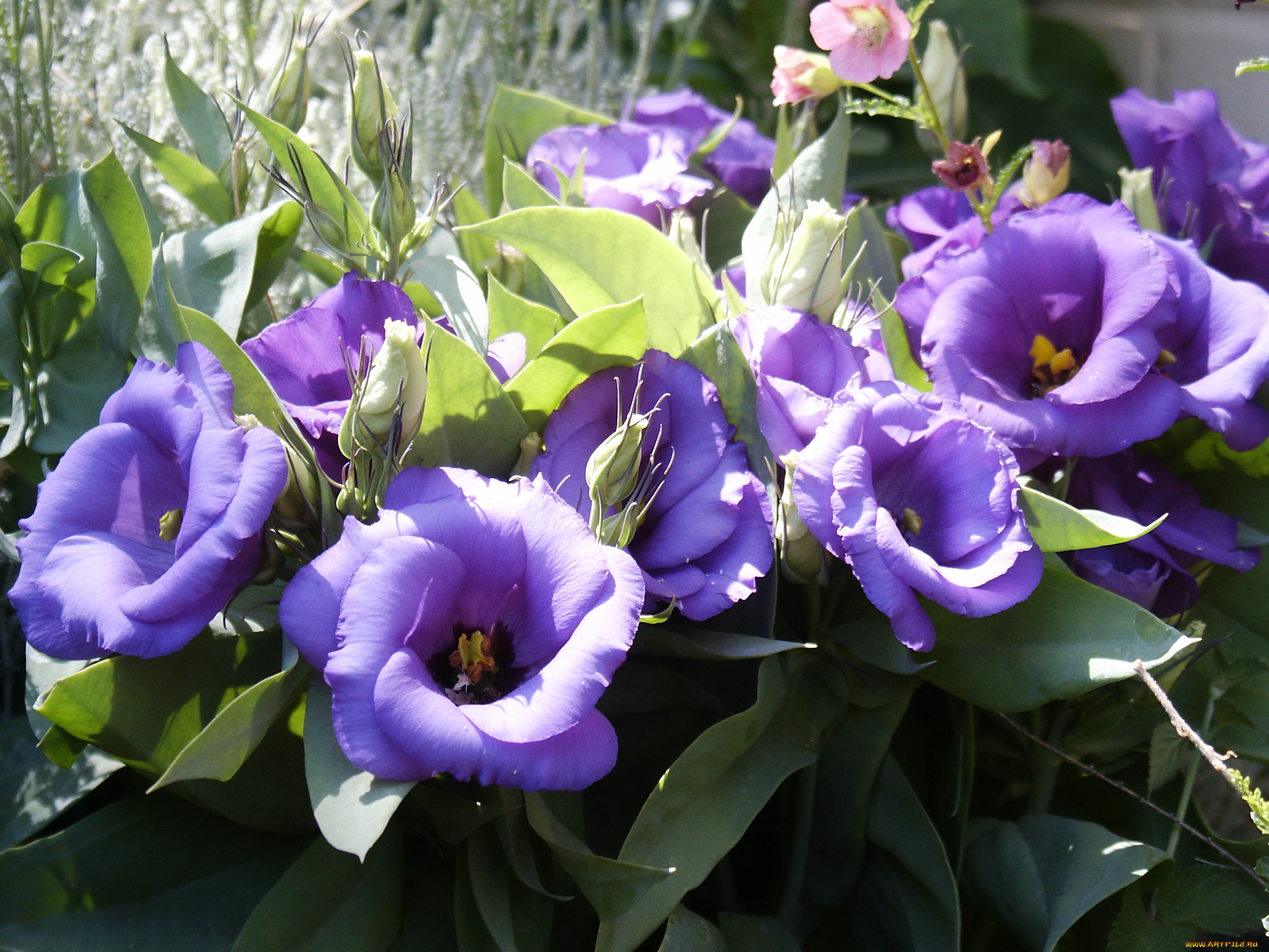 цветы, эустома, лизиантус