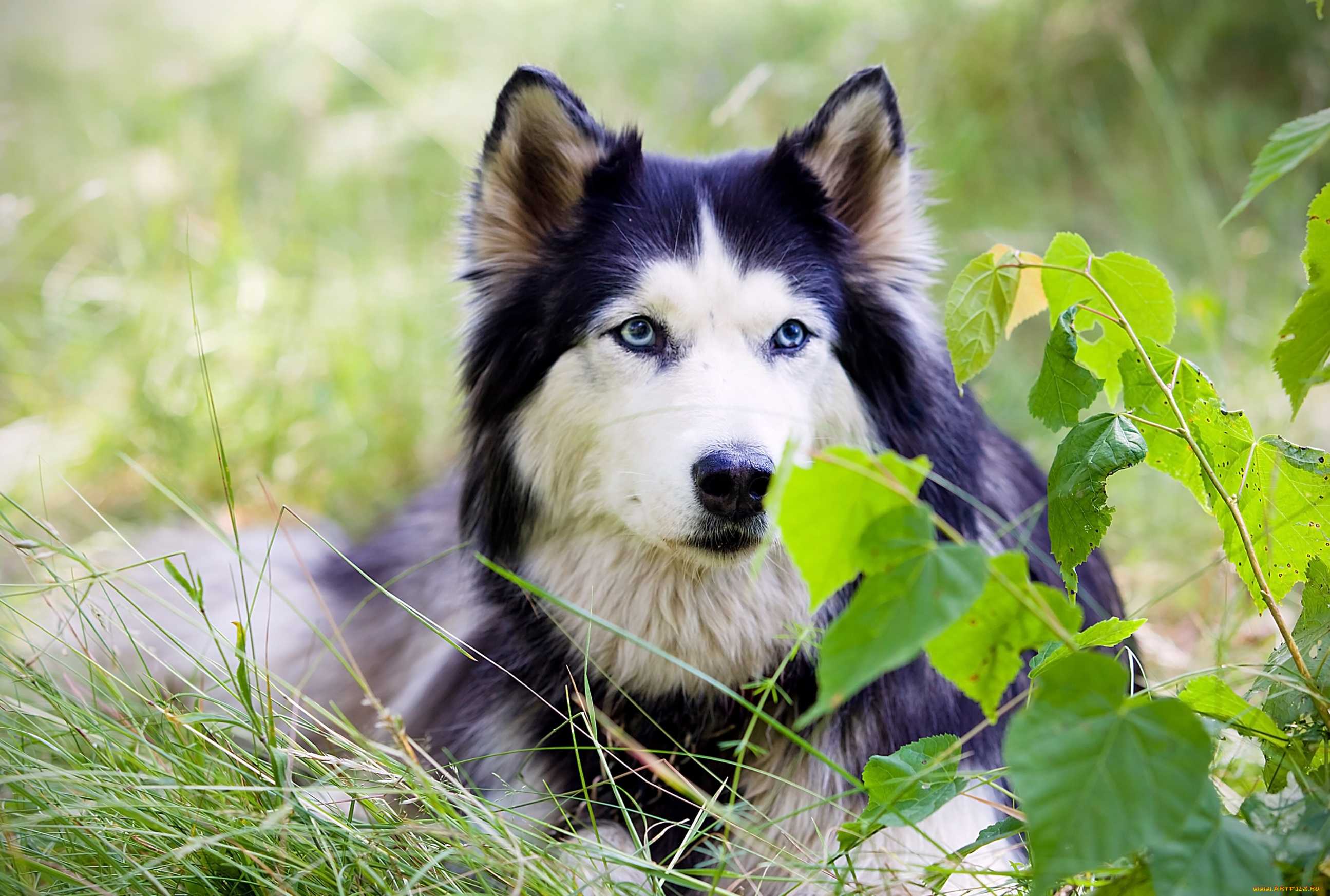 животные, собаки, хаски