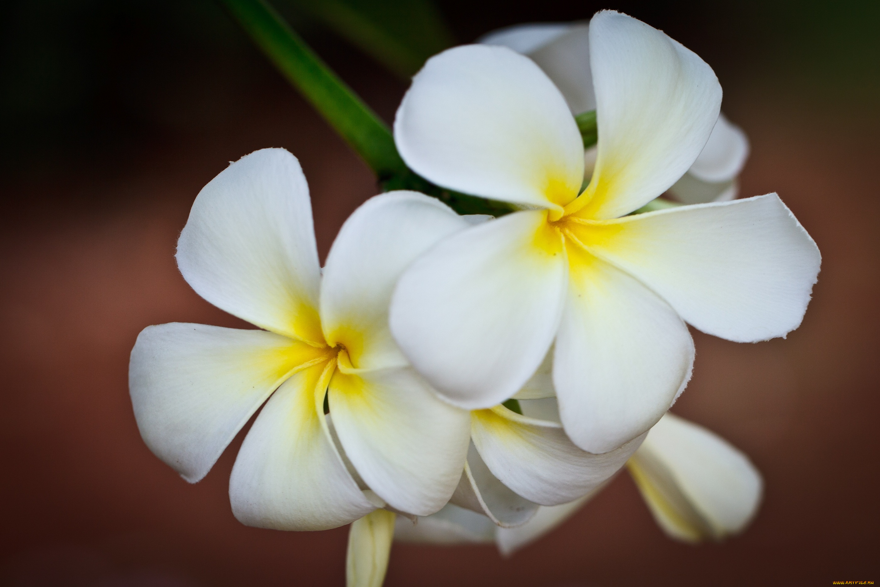 цветы, плюмерия
