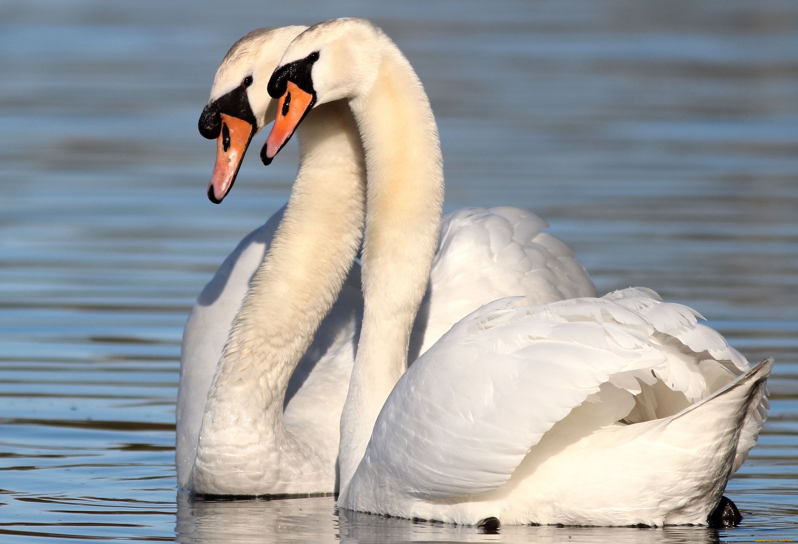 животные, лебеди, пара