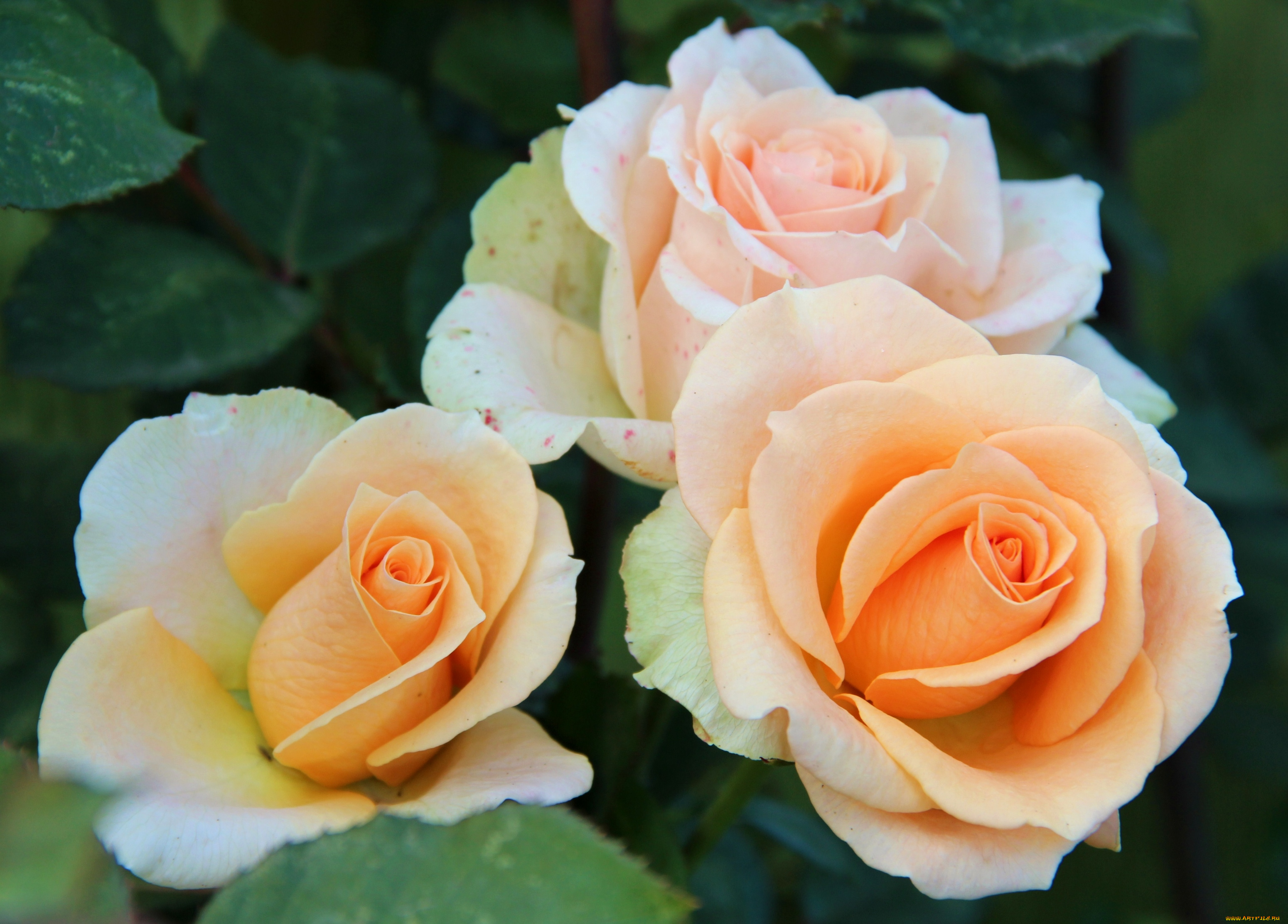 цветы, розы, трио