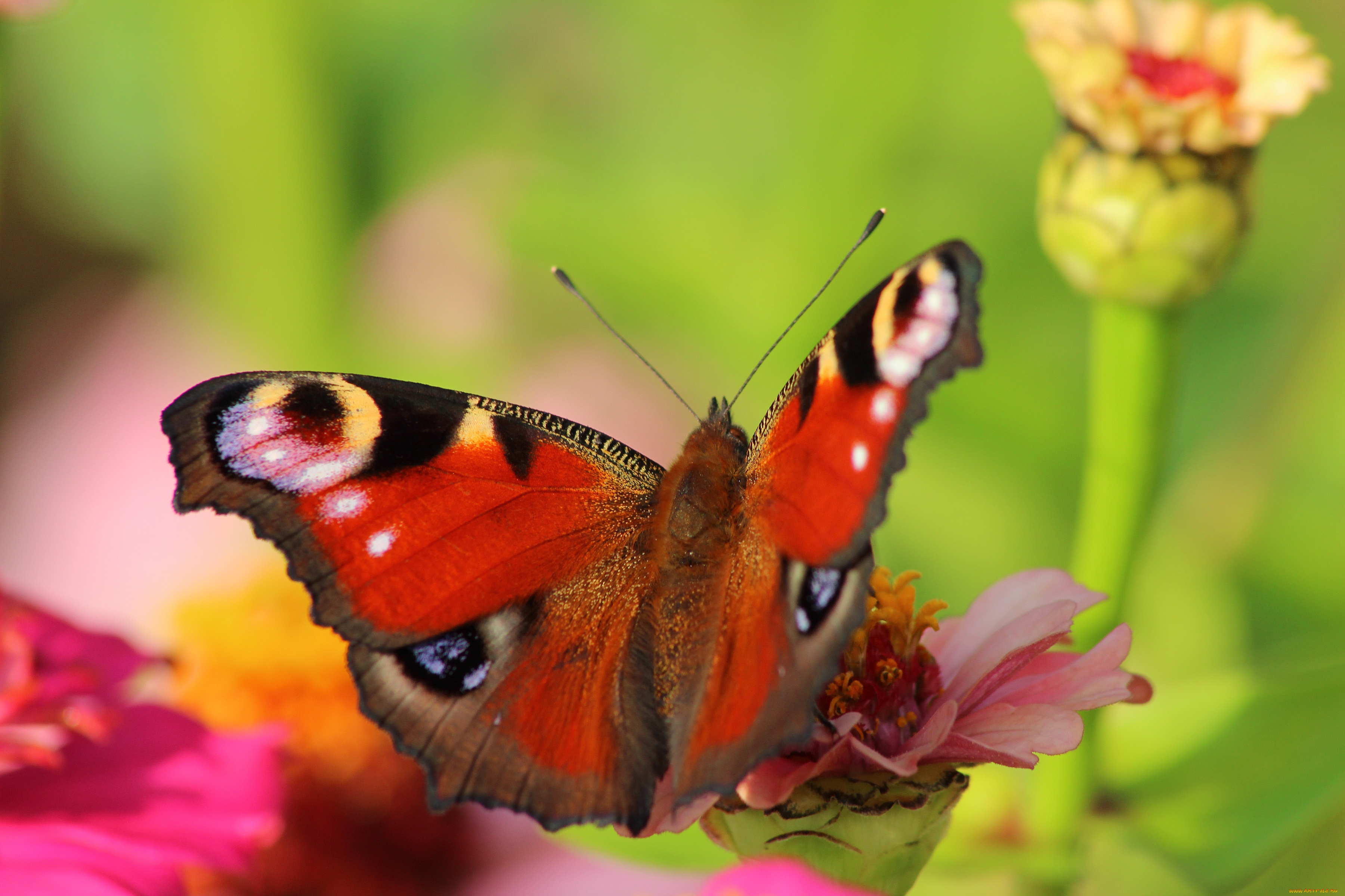 животные, бабочки, павлиний, глаз