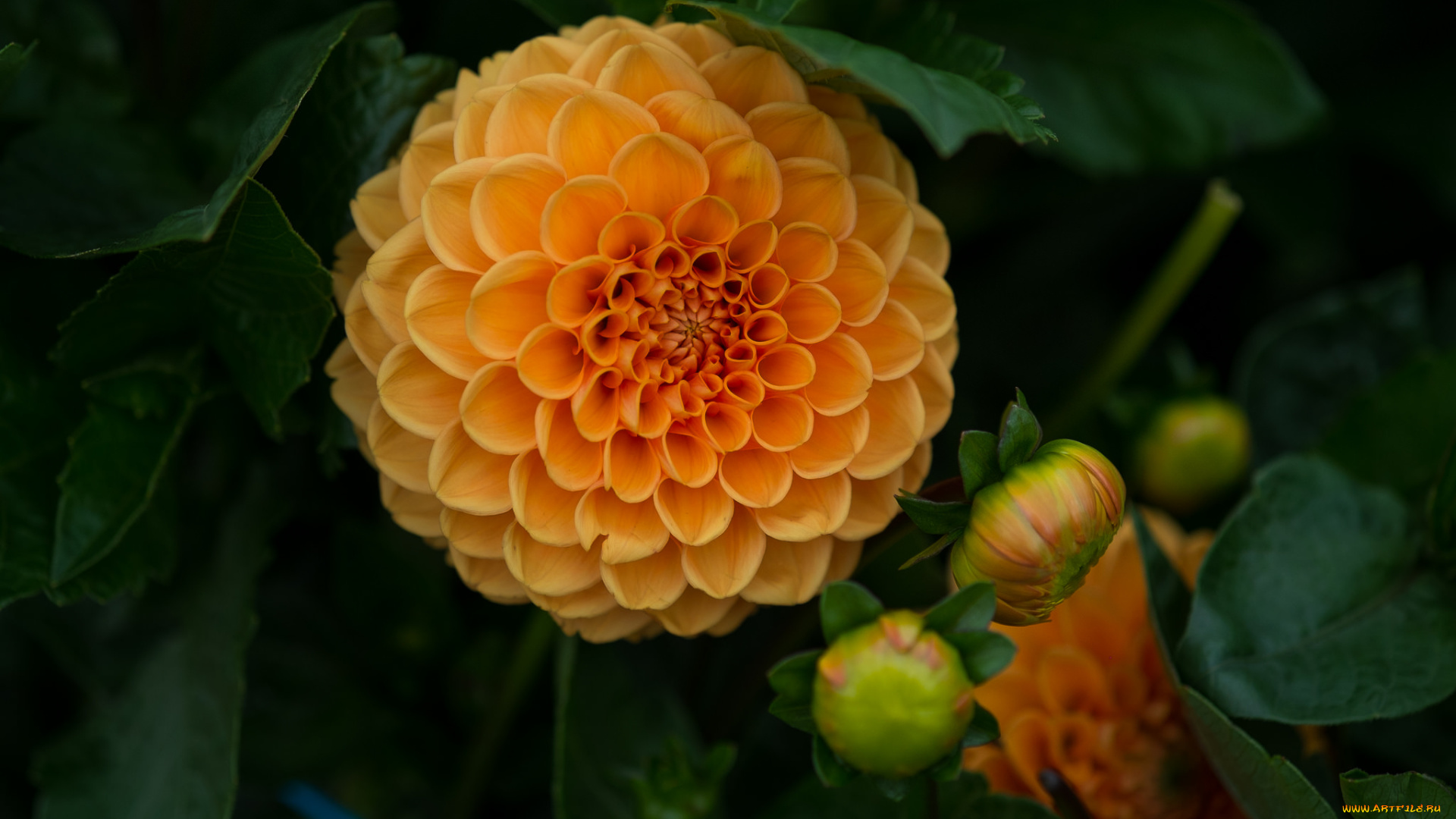 цветы, георгины, flowering, dahlia, цветение, георгин