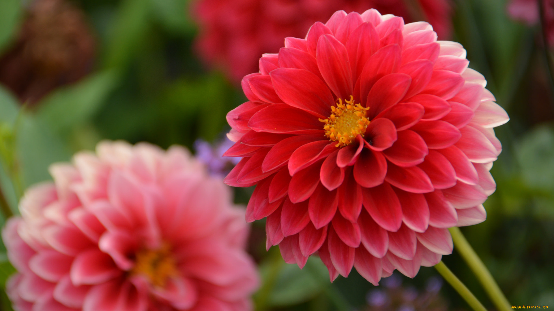 цветы, георгины, георгин, лепестки, цветение, розовый