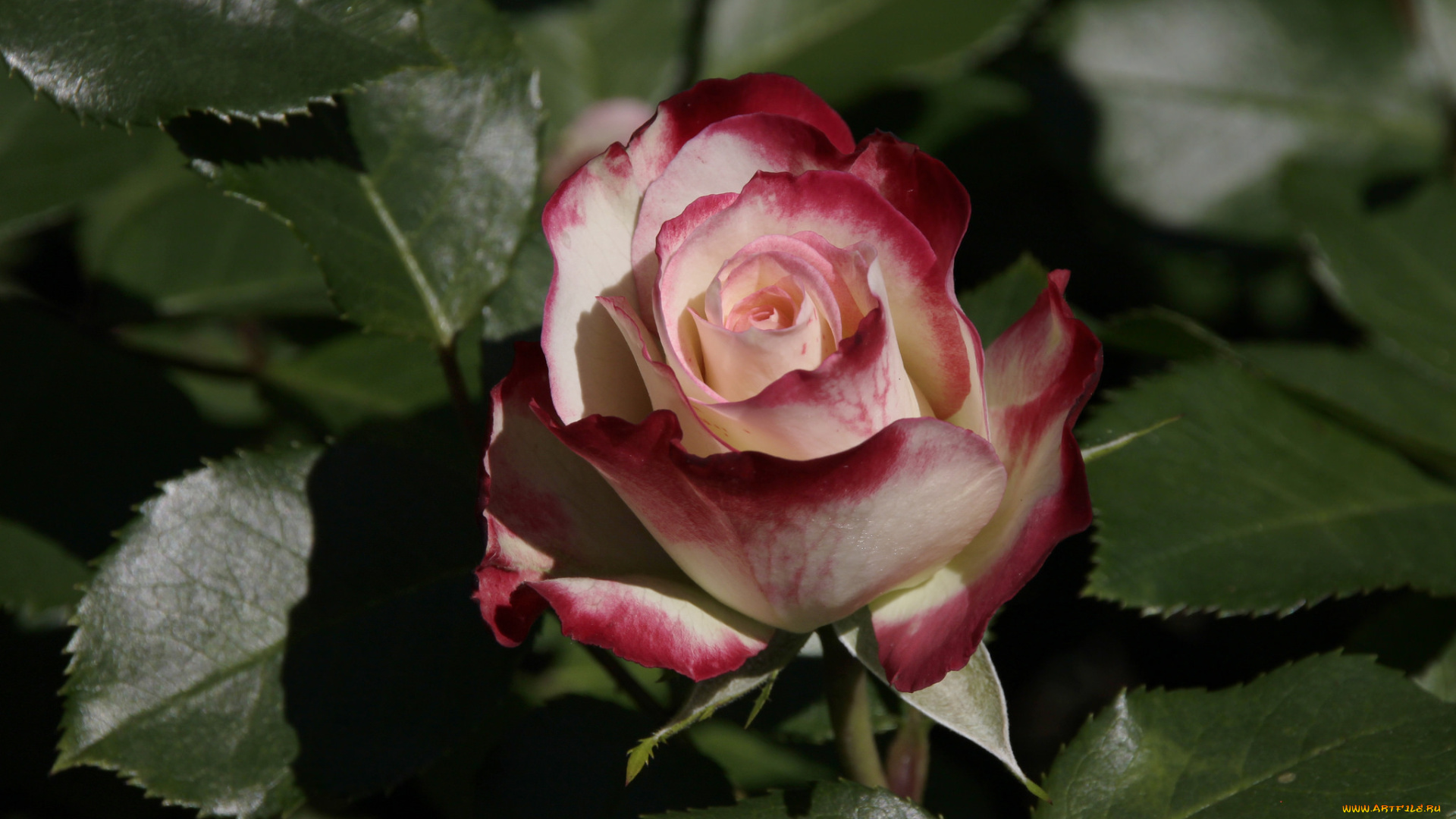 цветы, розы, роза, blossoms, leaves, petals, bud, rose, цветение, листья, лепестки, бутон