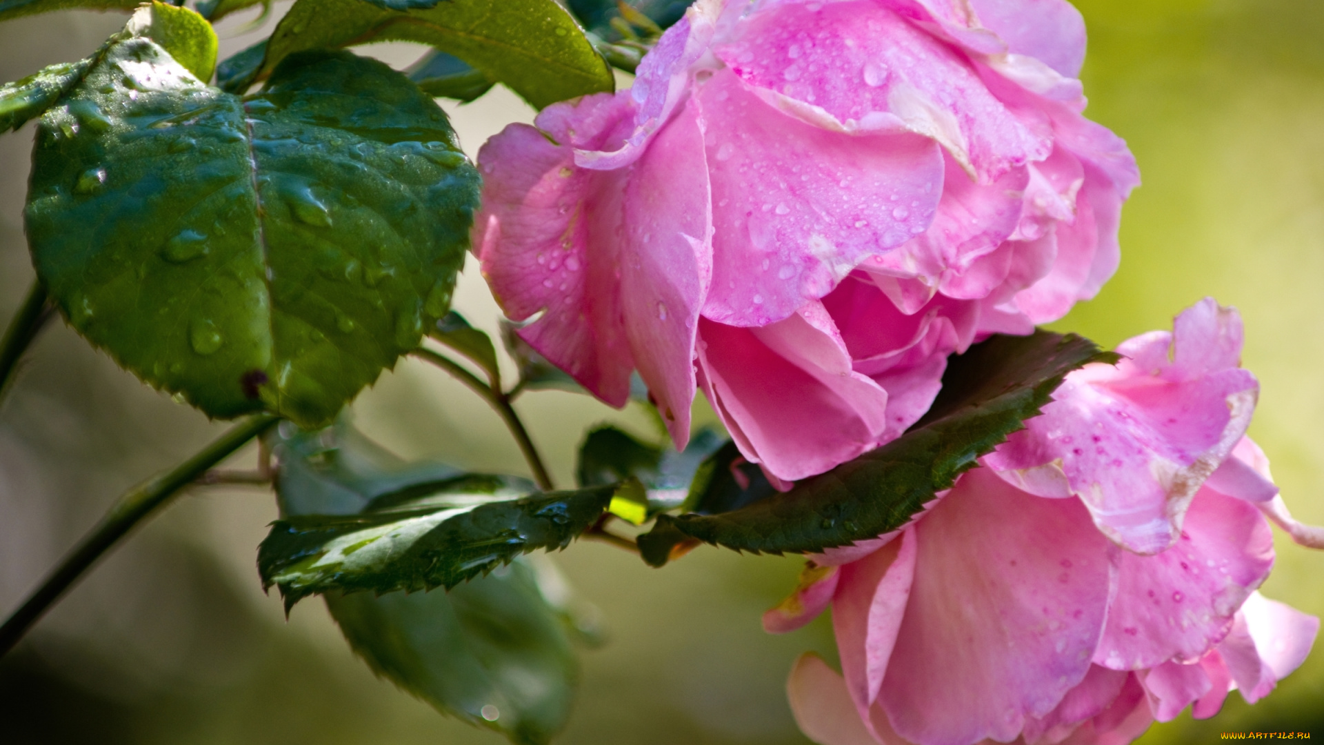 цветы, розы, розовый, бутоны