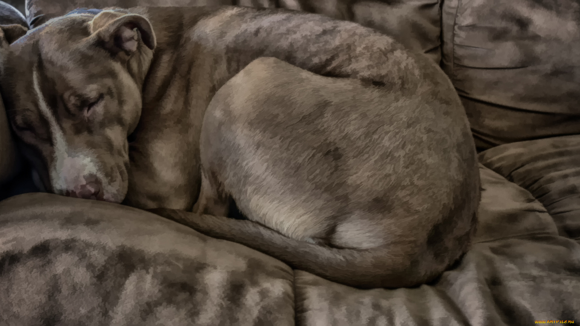 разное, компьютерный, дизайн, собака, пёс, животное, компьютерный, дизайн