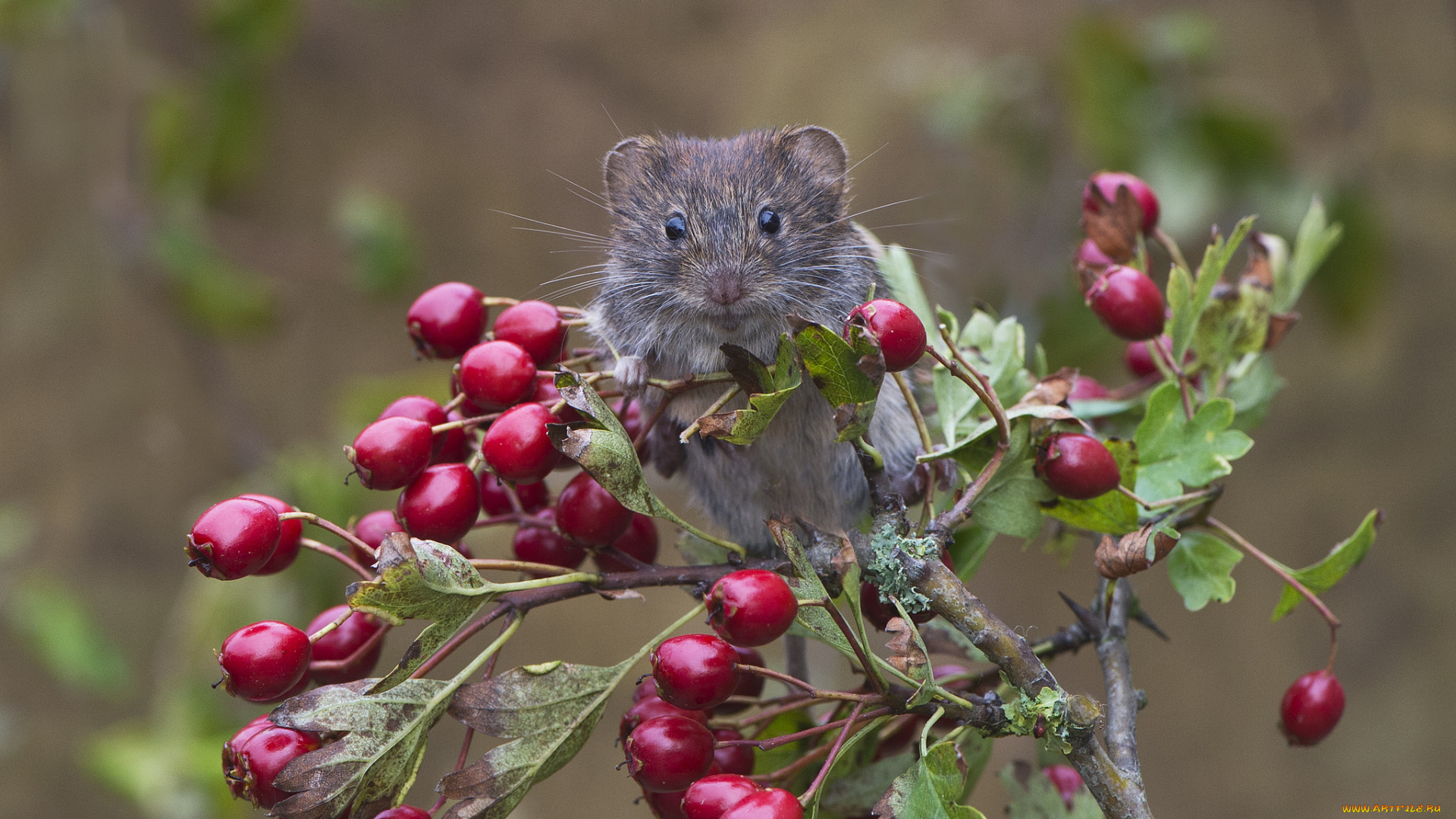 животные, крысы, , мыши, ягоды, мышка, куст
