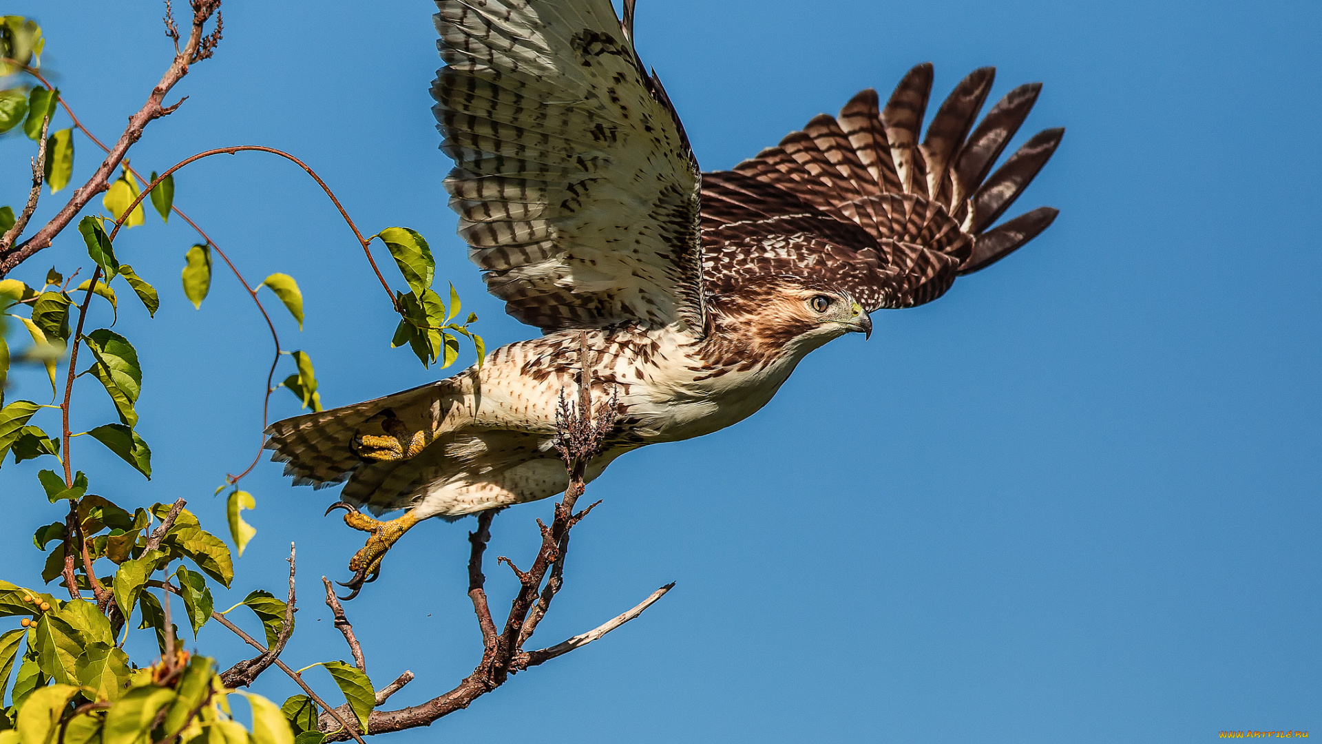 животные, птицы, -, хищники, листья, веточки, небо, крылья, хищник, орёл