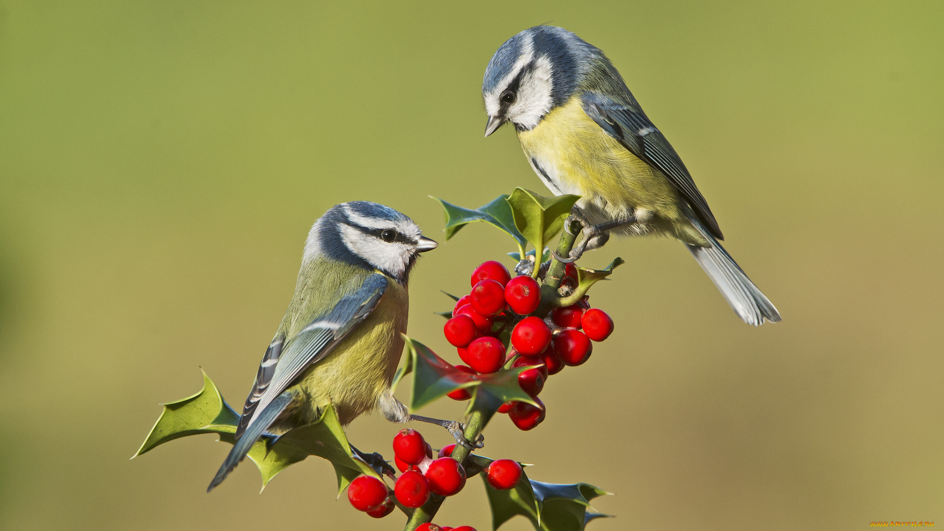 животные, синицы, , лазоревки, синички