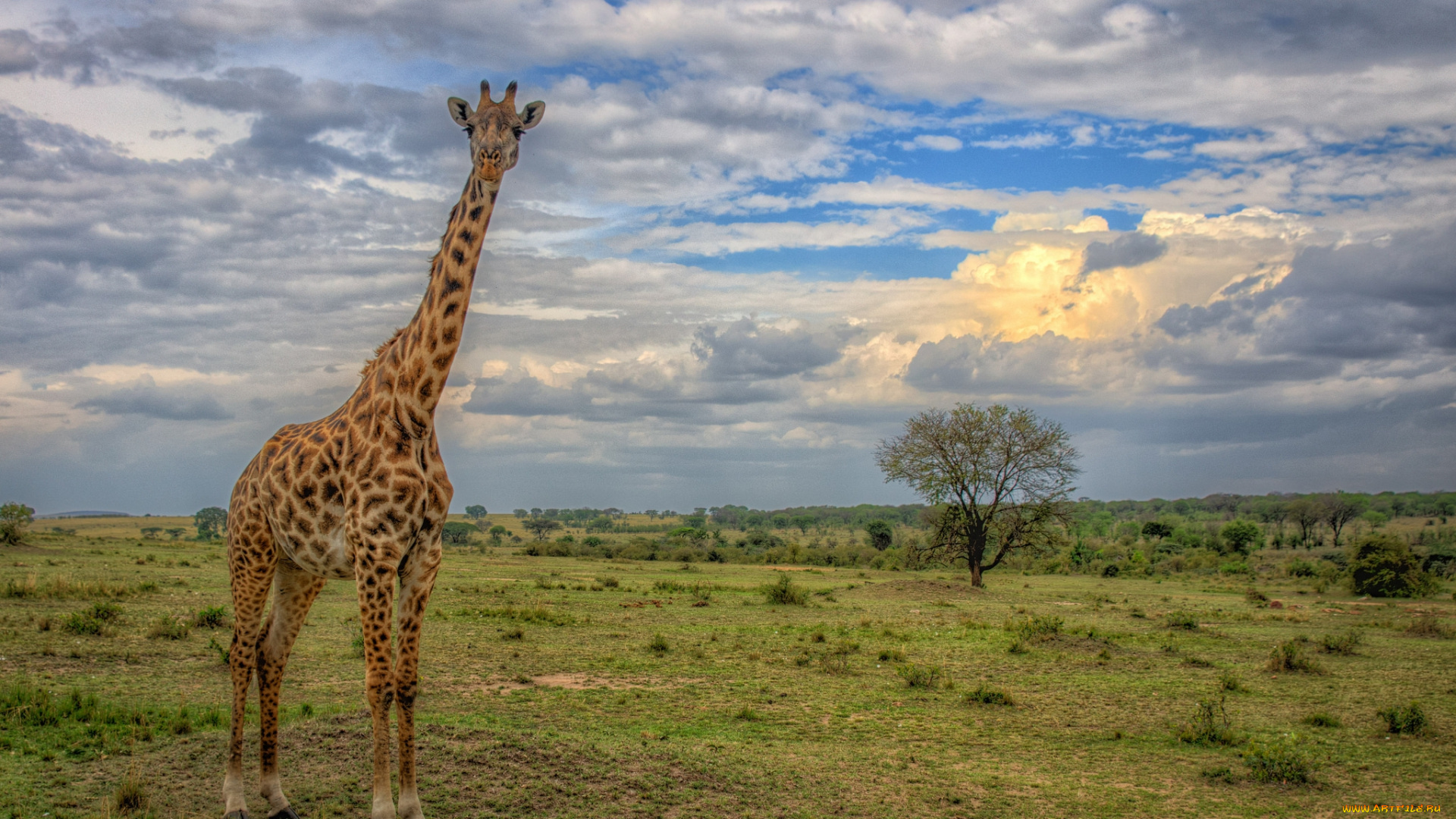 животные, жирафы, саванна, жираф