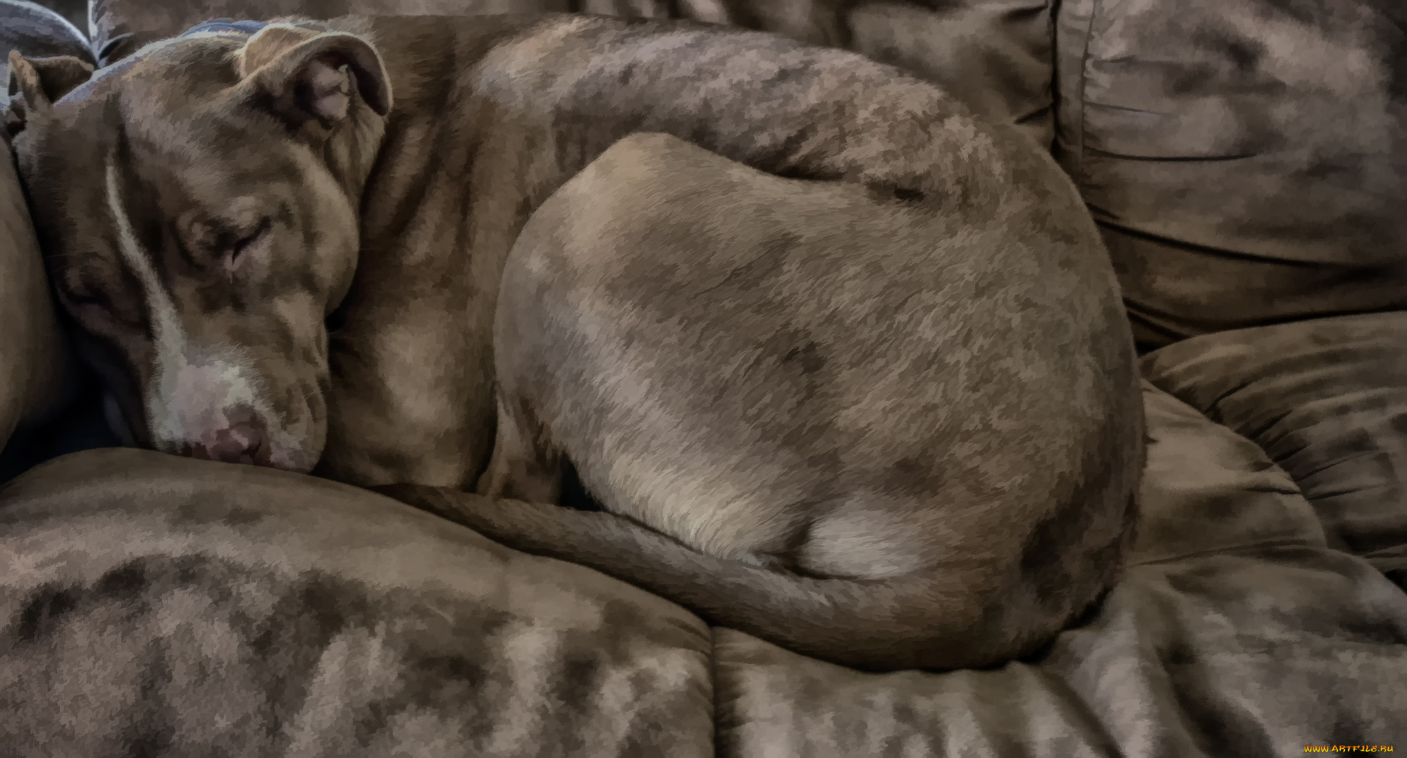 разное, компьютерный, дизайн, собака, пёс, животное, компьютерный, дизайн