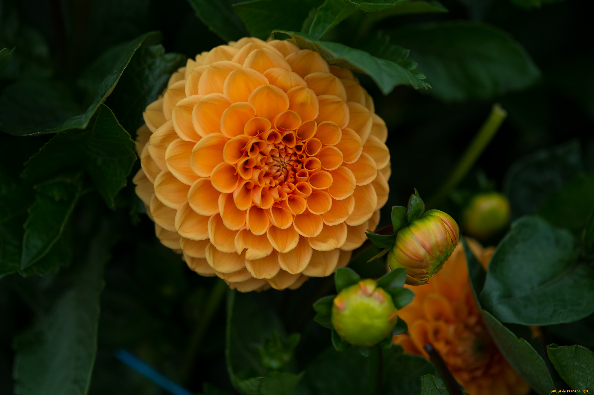 цветы, георгины, flowering, dahlia, цветение, георгин