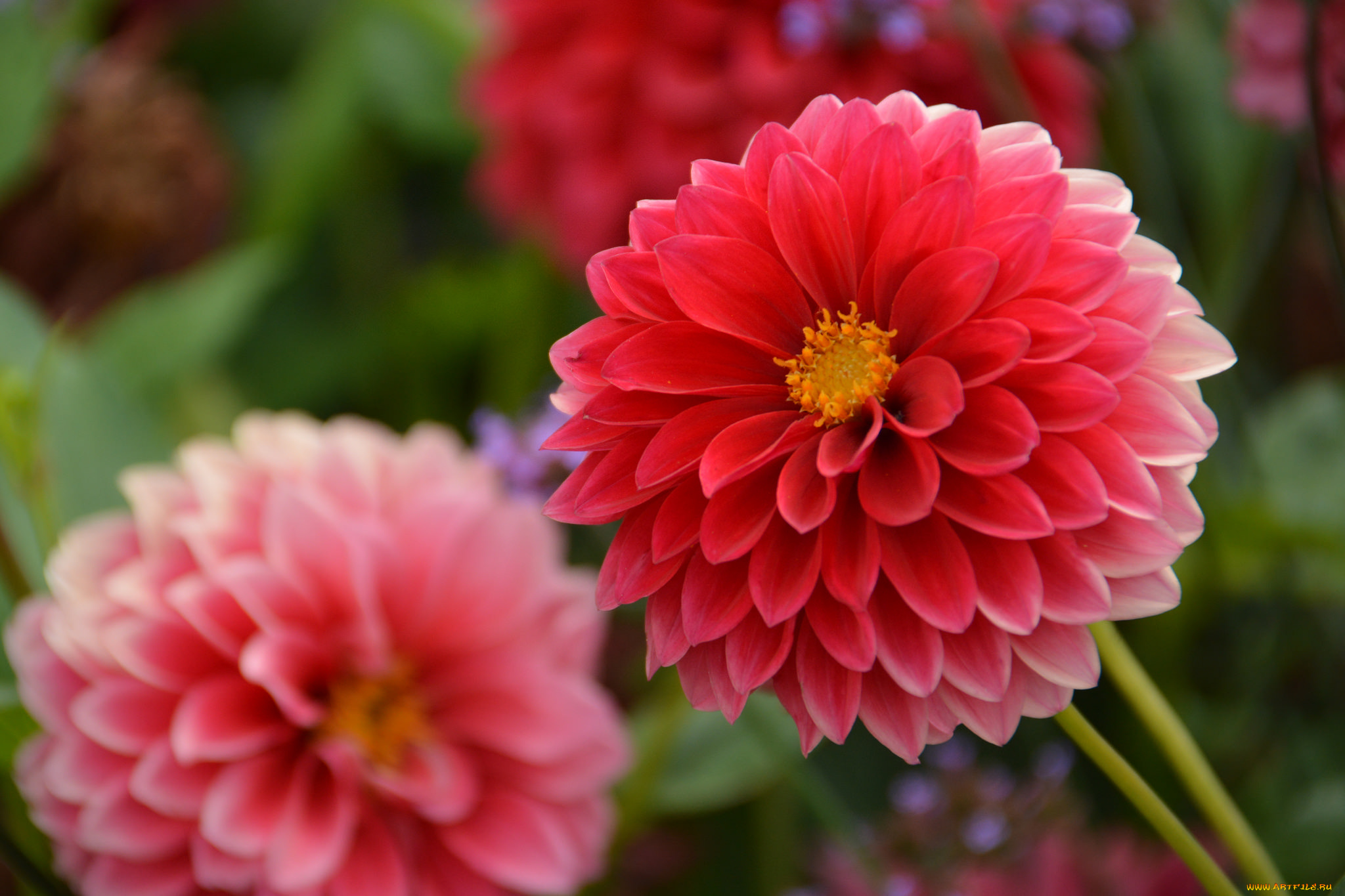 цветы, георгины, георгин, лепестки, цветение, розовый