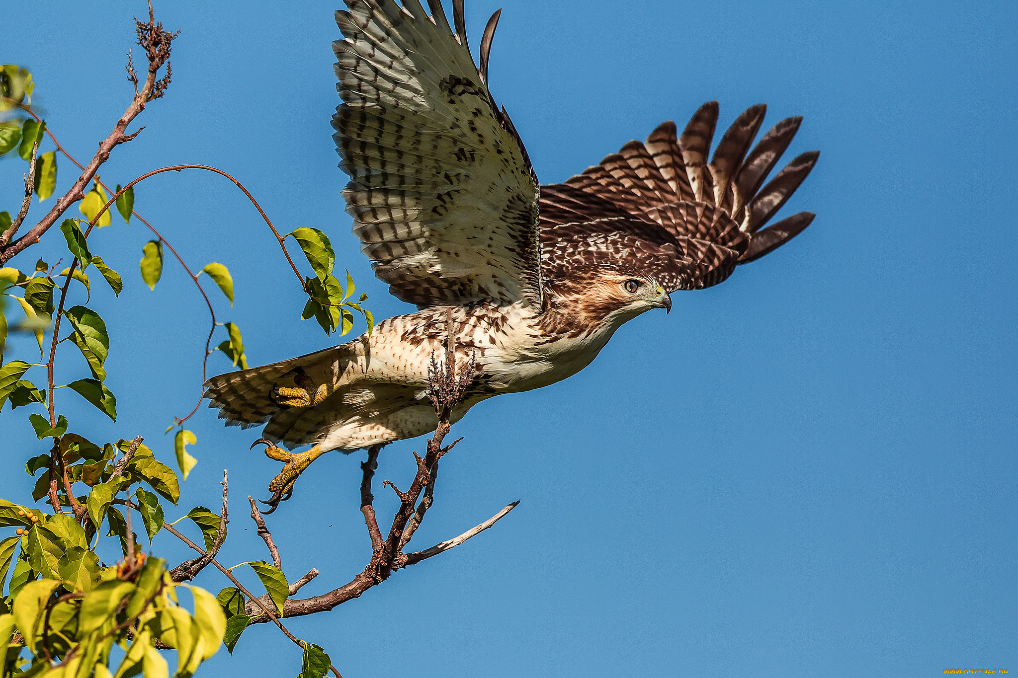 животные, птицы, -, хищники, листья, веточки, небо, крылья, хищник, орёл