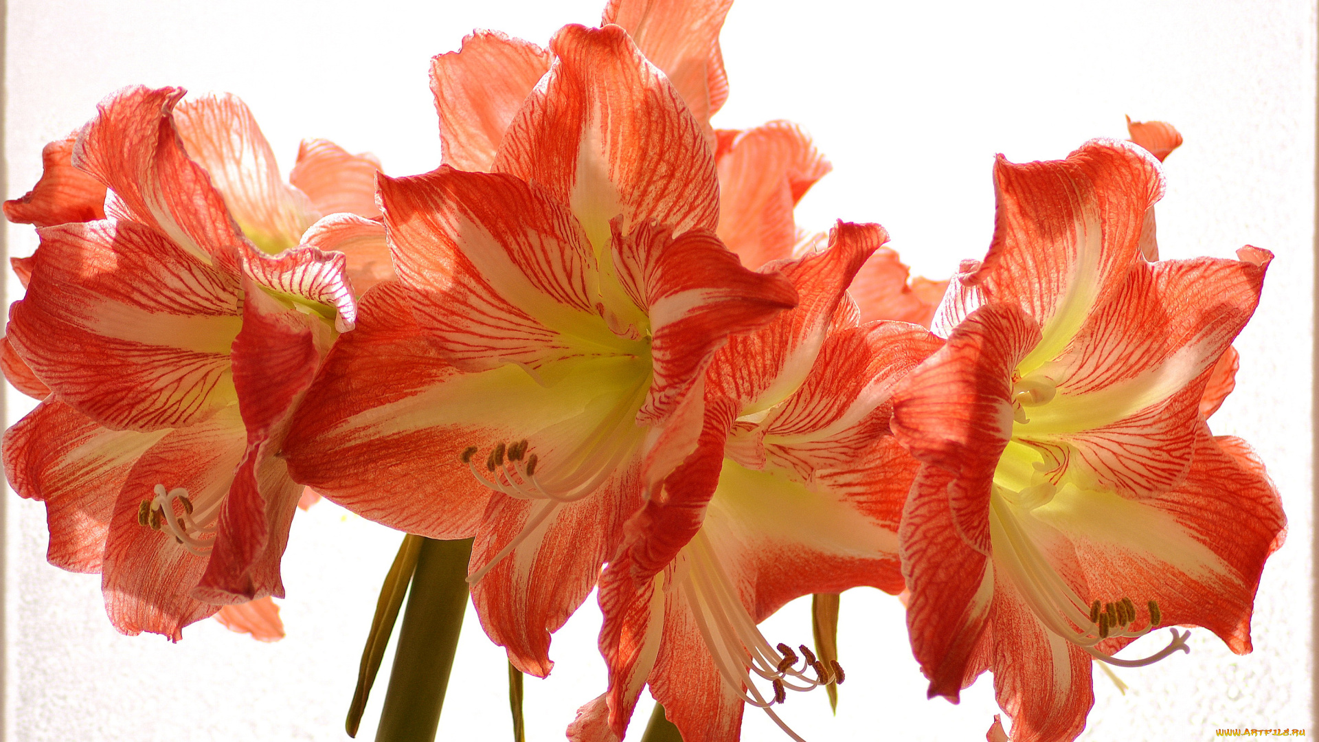 цветы, амариллисы, , гиппеаструмы, лепестки