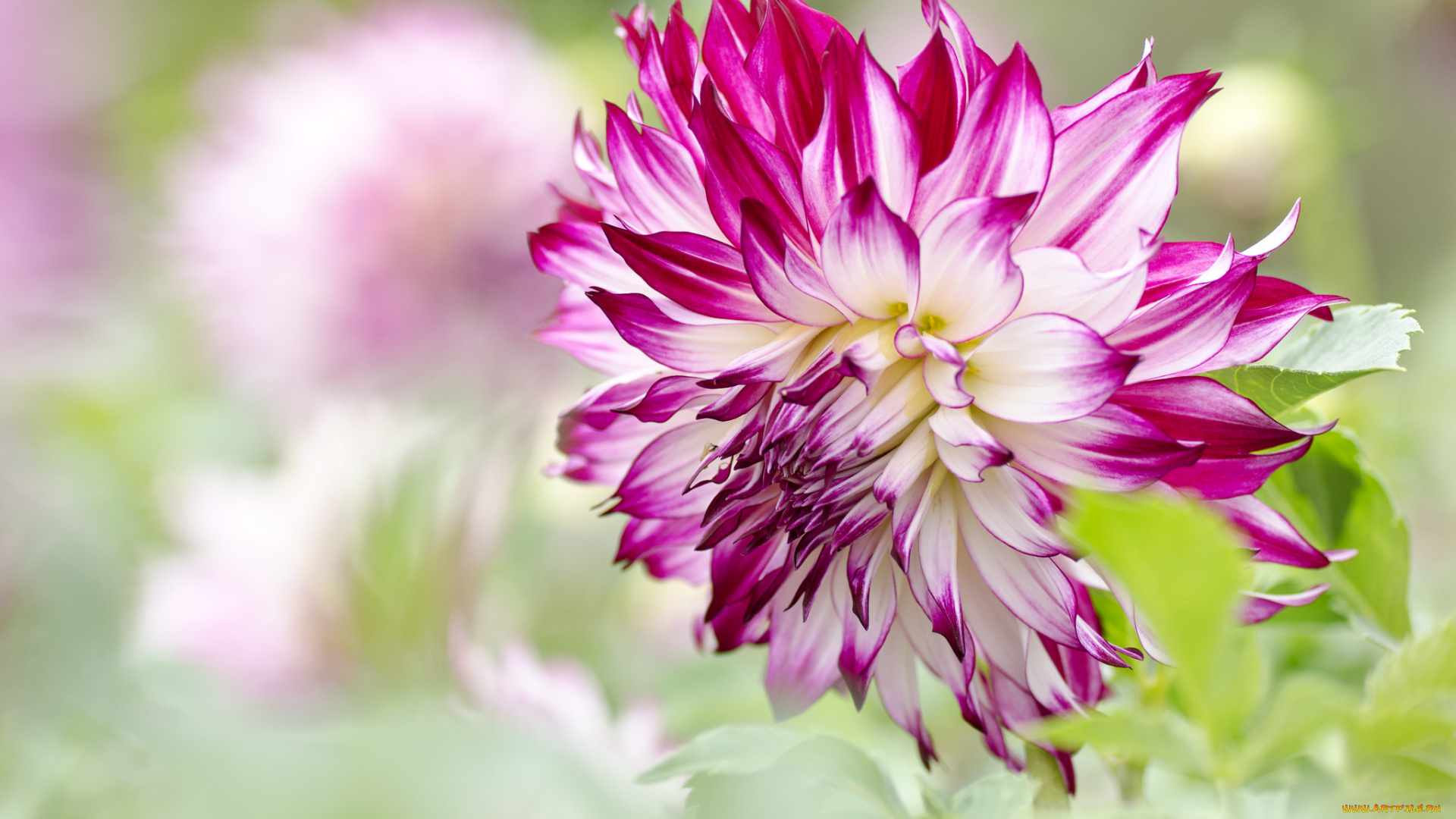 цветы, георгины, бутоны, цветение, георгин, лепестки