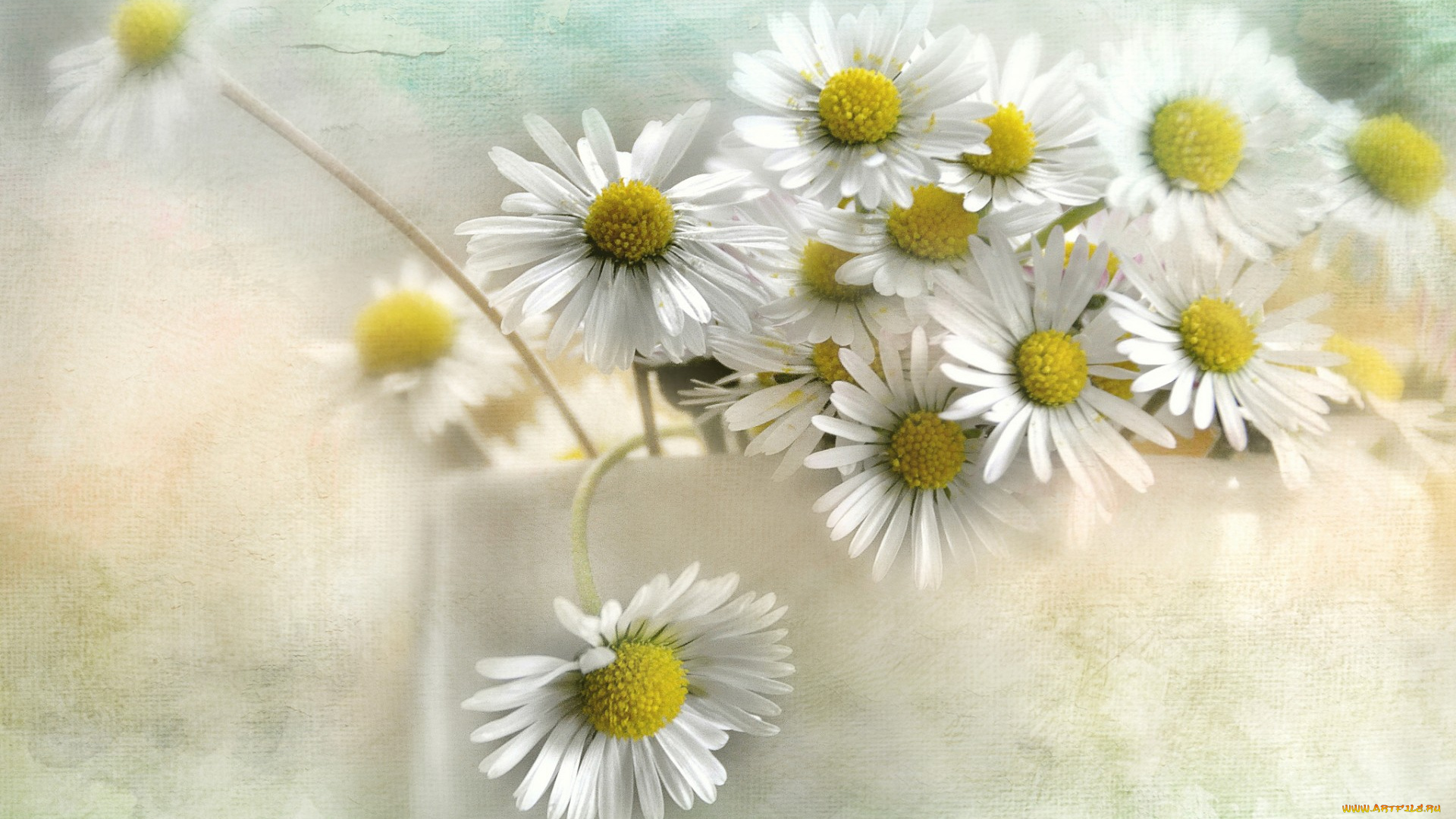 цветы, ромашки, текстура