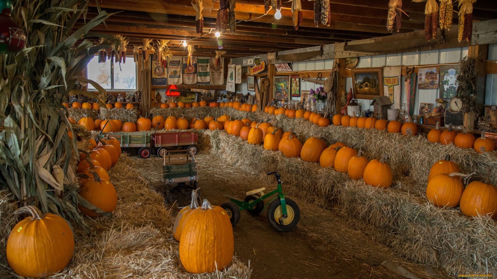 еда, тыква, урожай