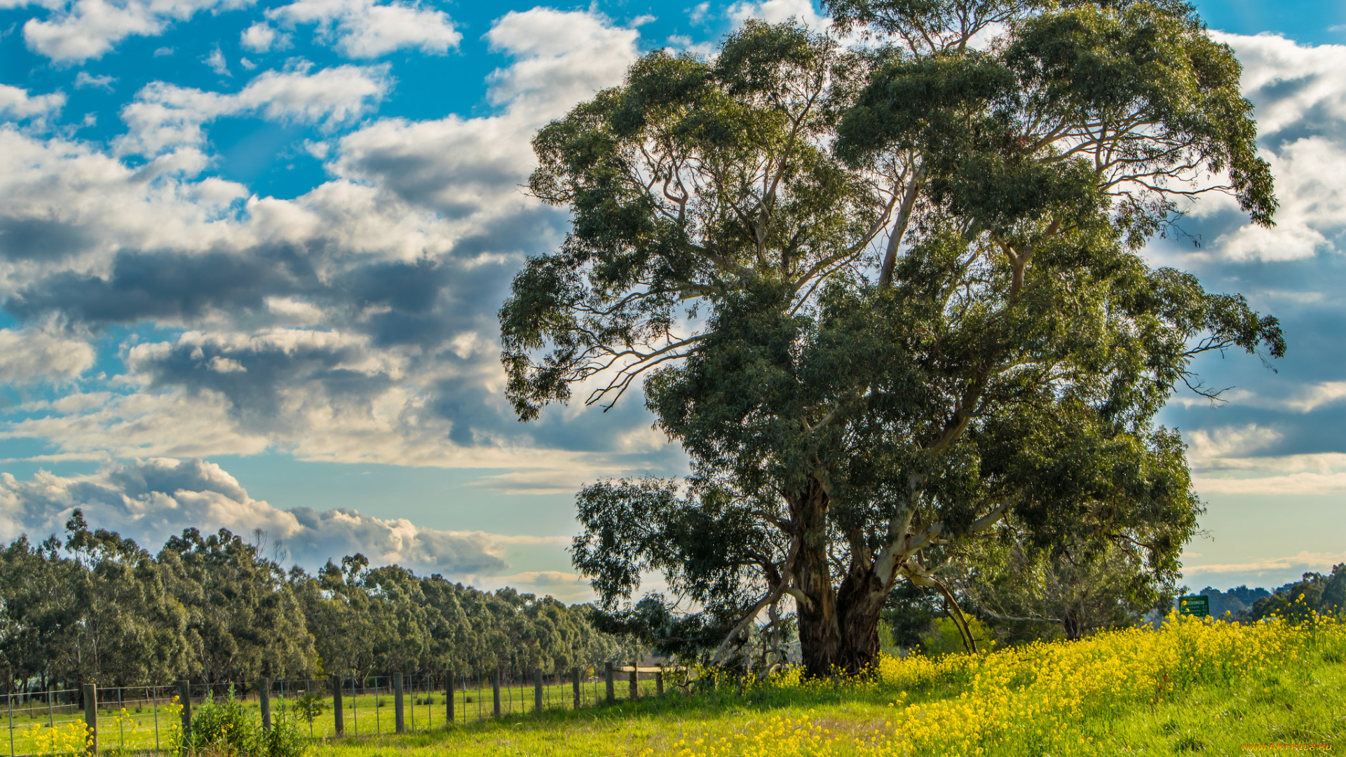 природа, деревья, поле, цветы, дерево