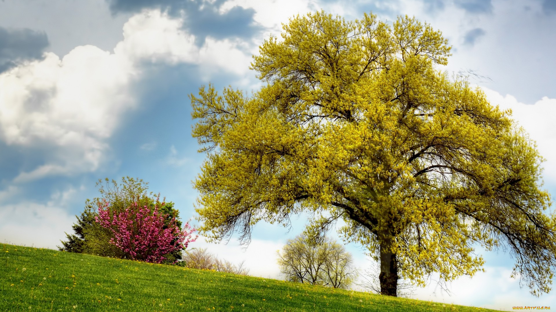природа, деревья, склон, кусты, дерево, одуванчики, трава, поле, лето, облака, небо