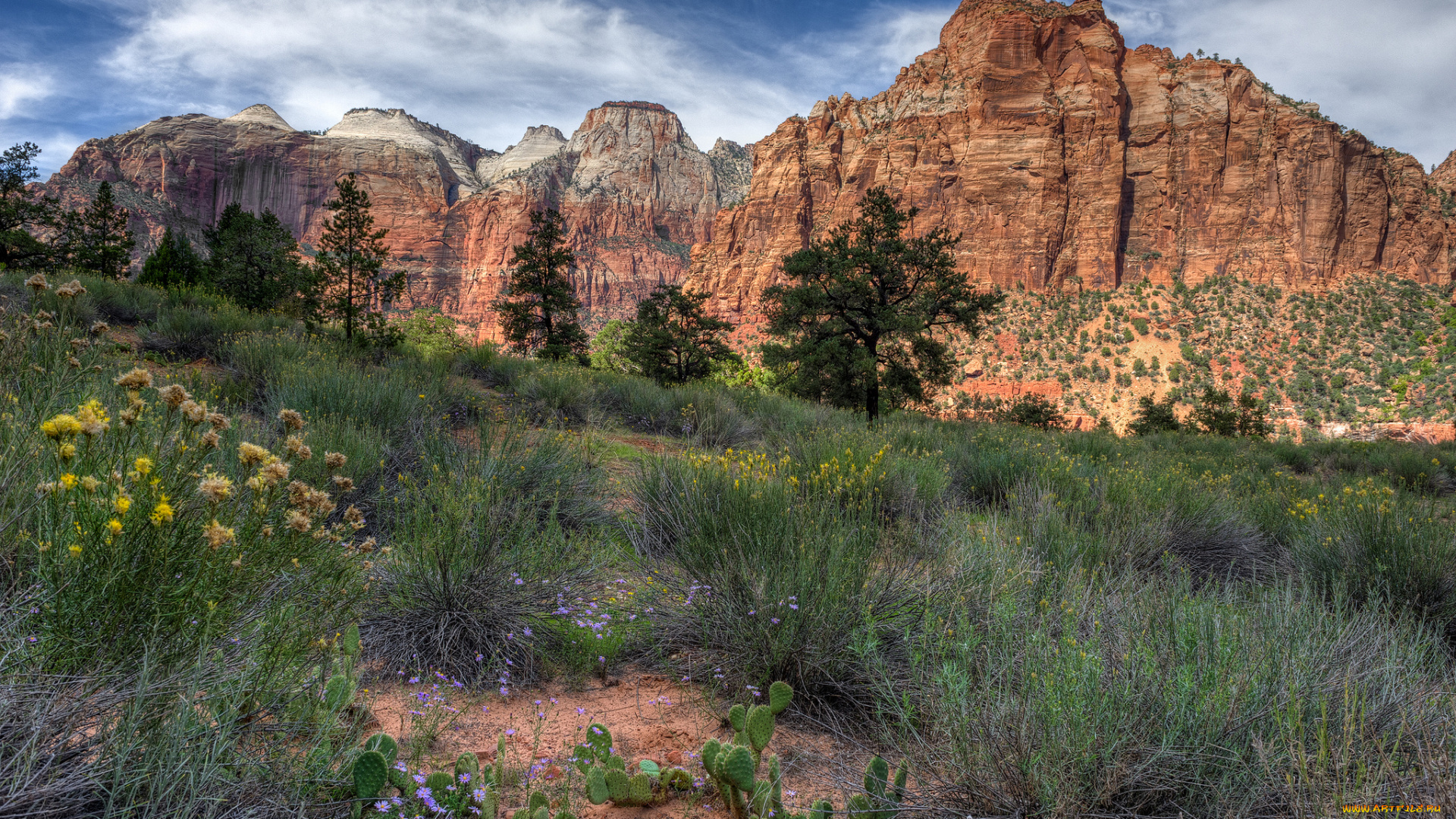 природа, горы, цветы, трава, скалы