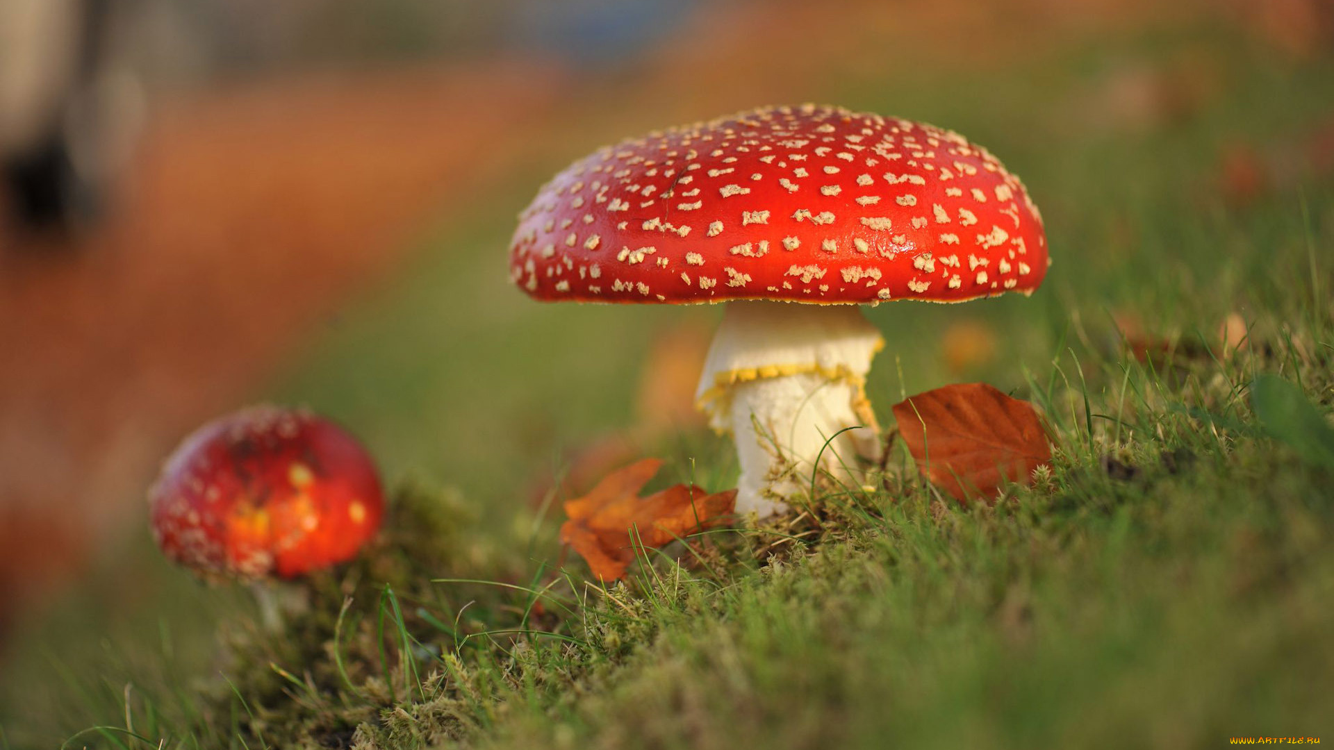природа, грибы, , мухомор, мох