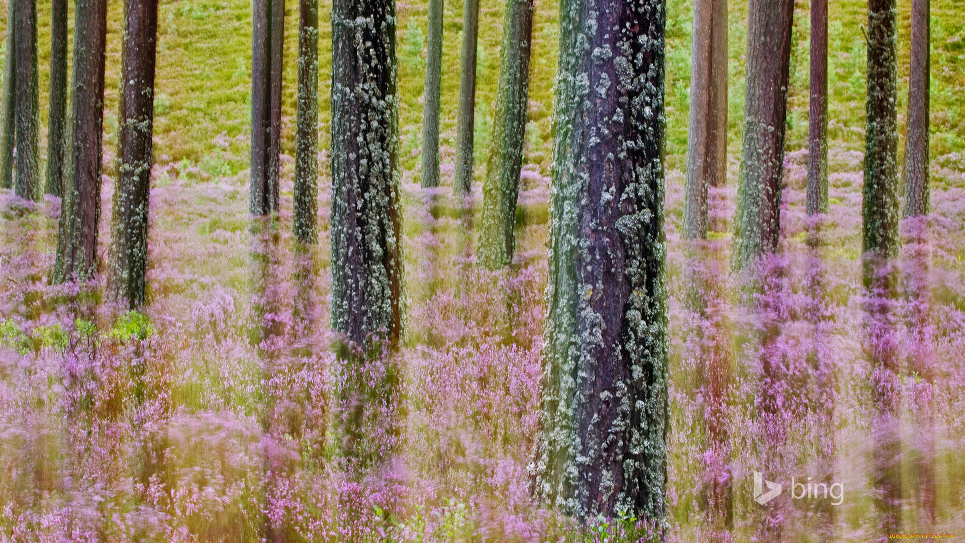 природа, лес, деревья, цветы, трава, шотландия, cairngorms, national, park