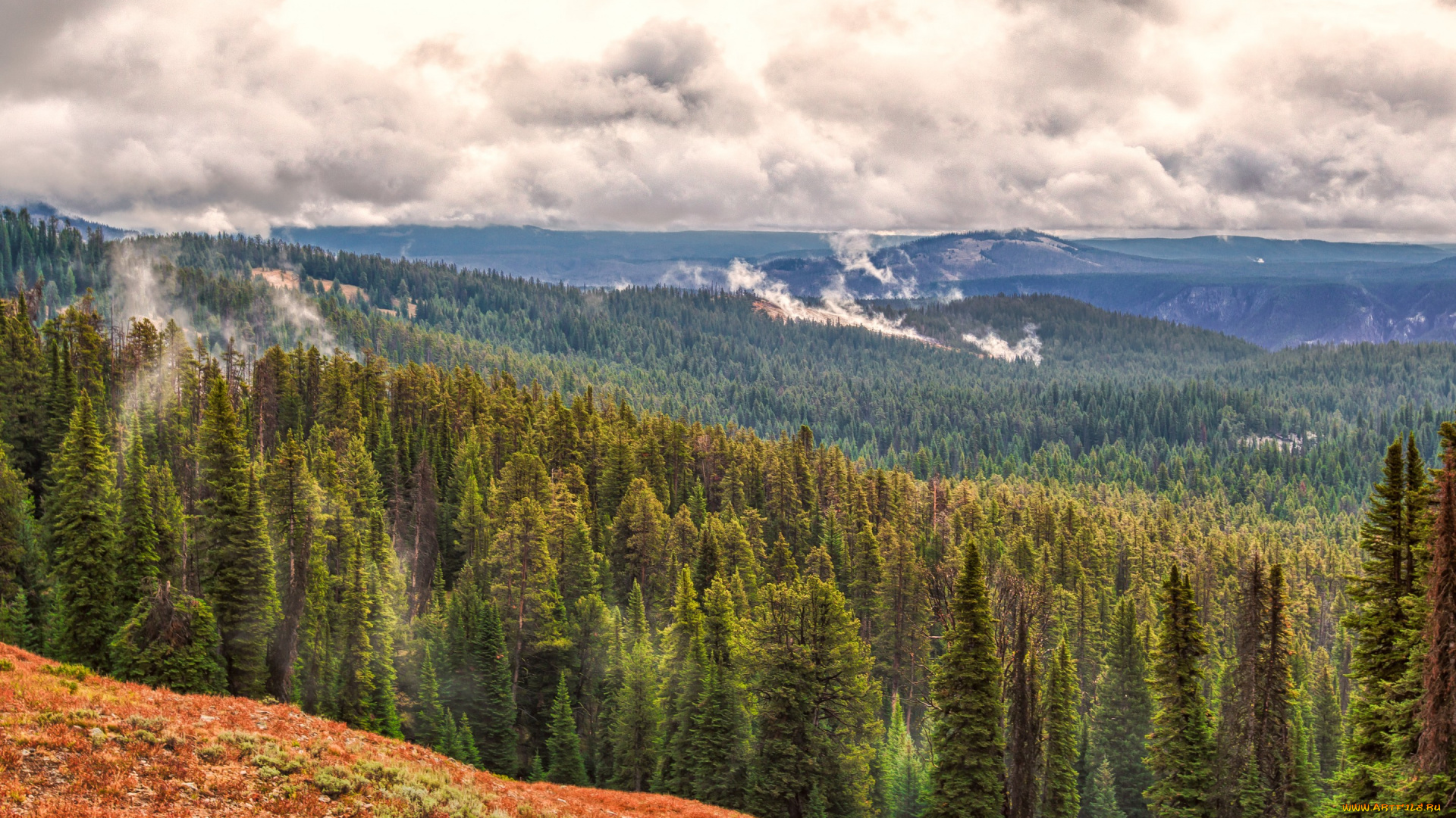 природа, лес, деревья, тучи