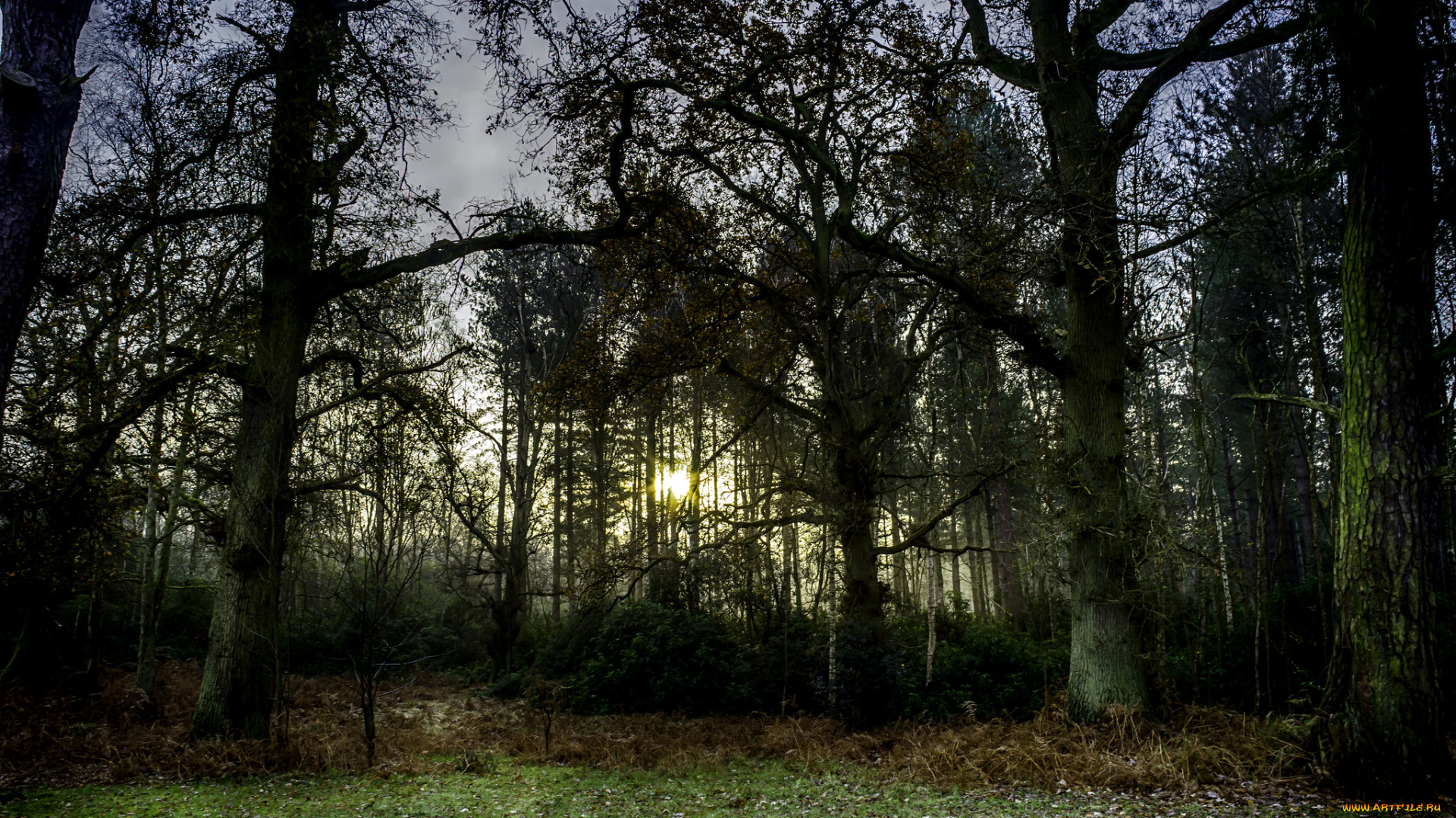 природа, лес, дубы, роща