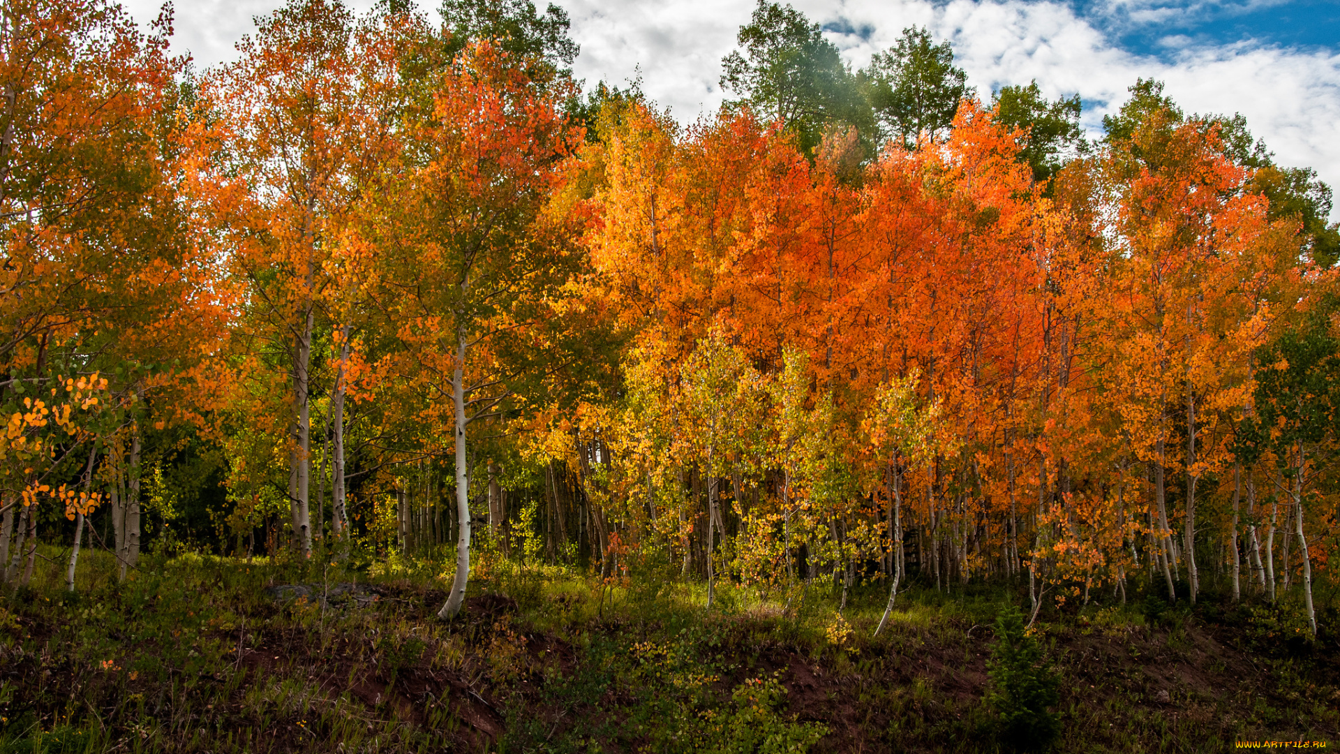 природа, лес, роща, осень