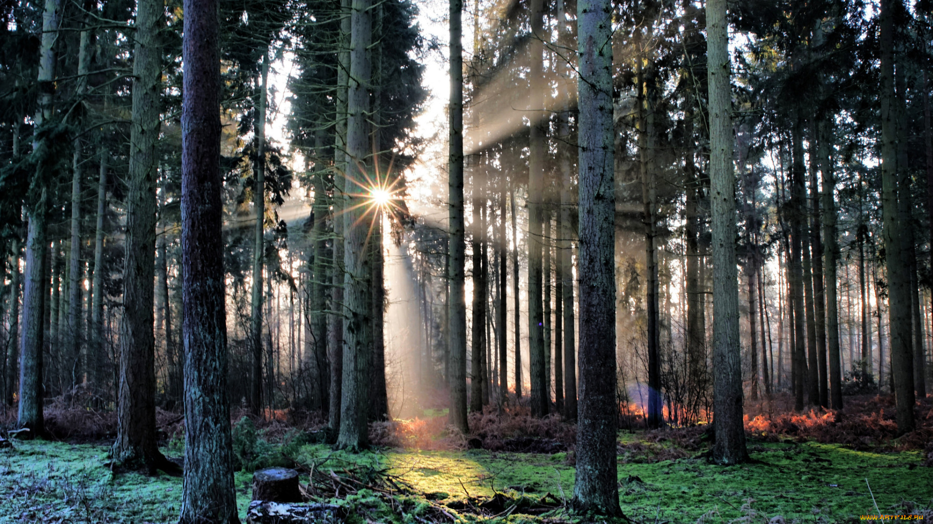 природа, лес, сияние, ели