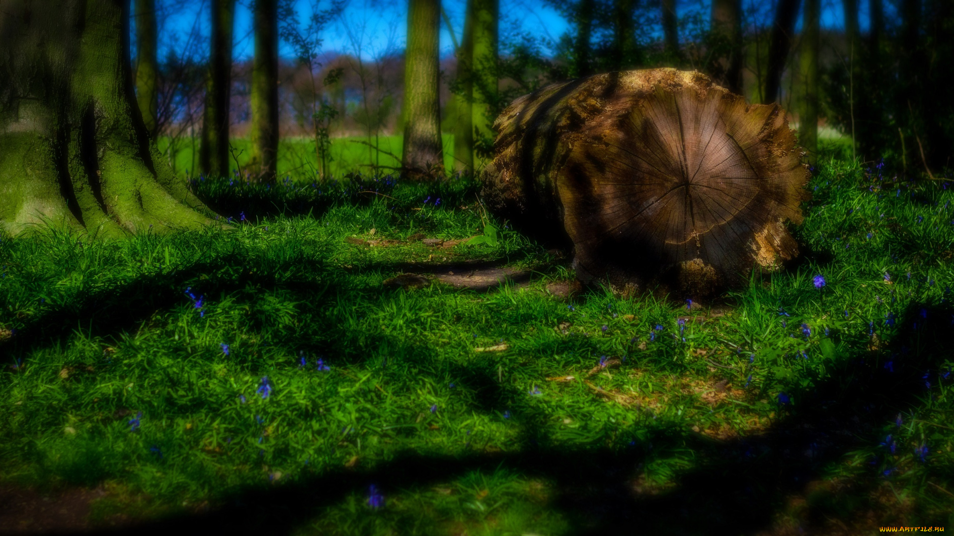 природа, лес, трава, пень