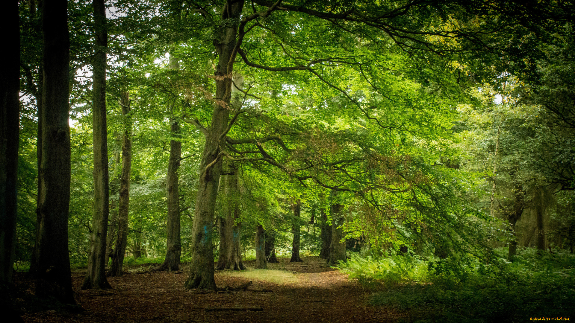 природа, лес, тропинка, роща