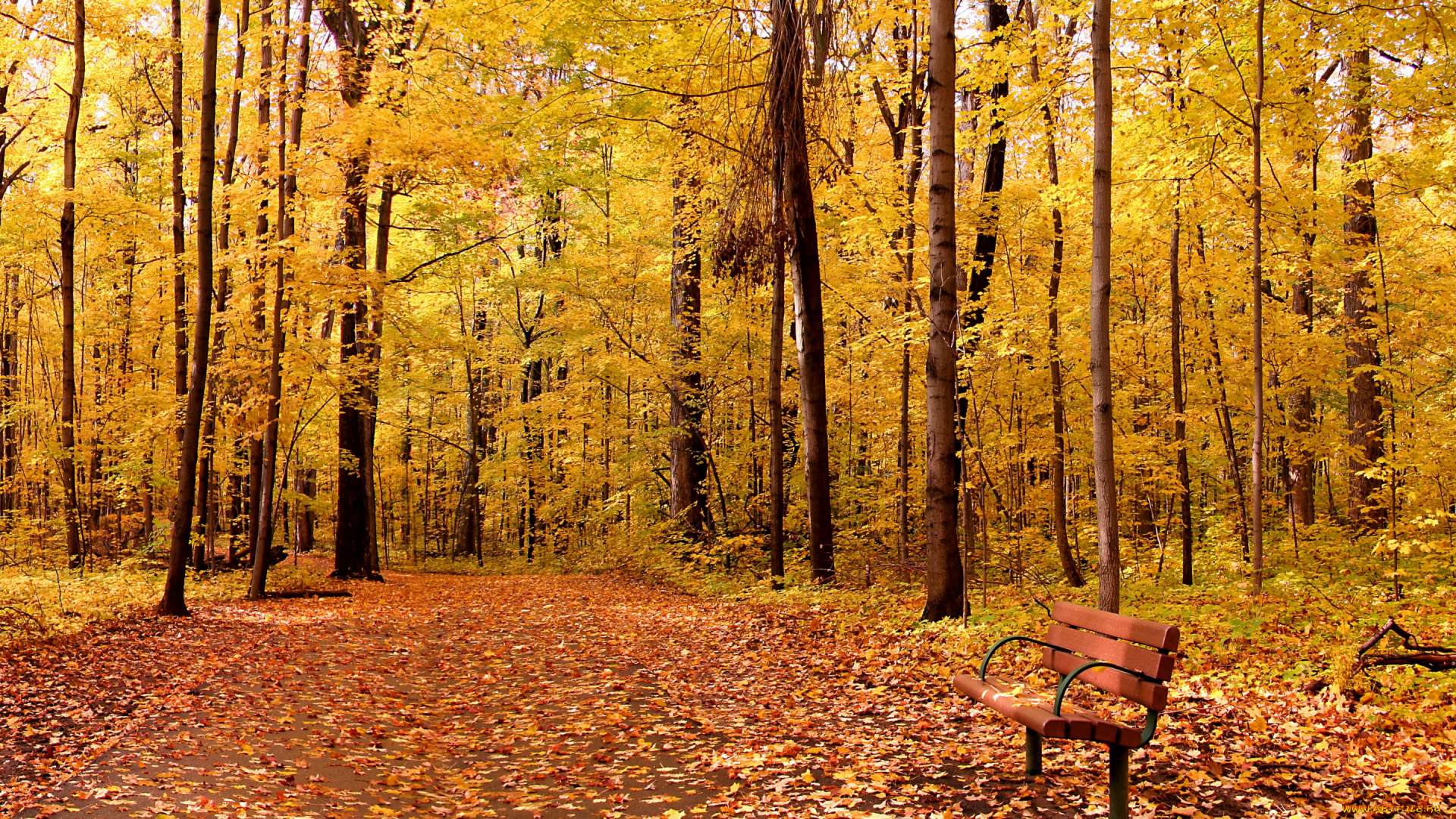 природа, парк, листья, landscape, leaves, tree, осень, park, autumn, nature, деревья