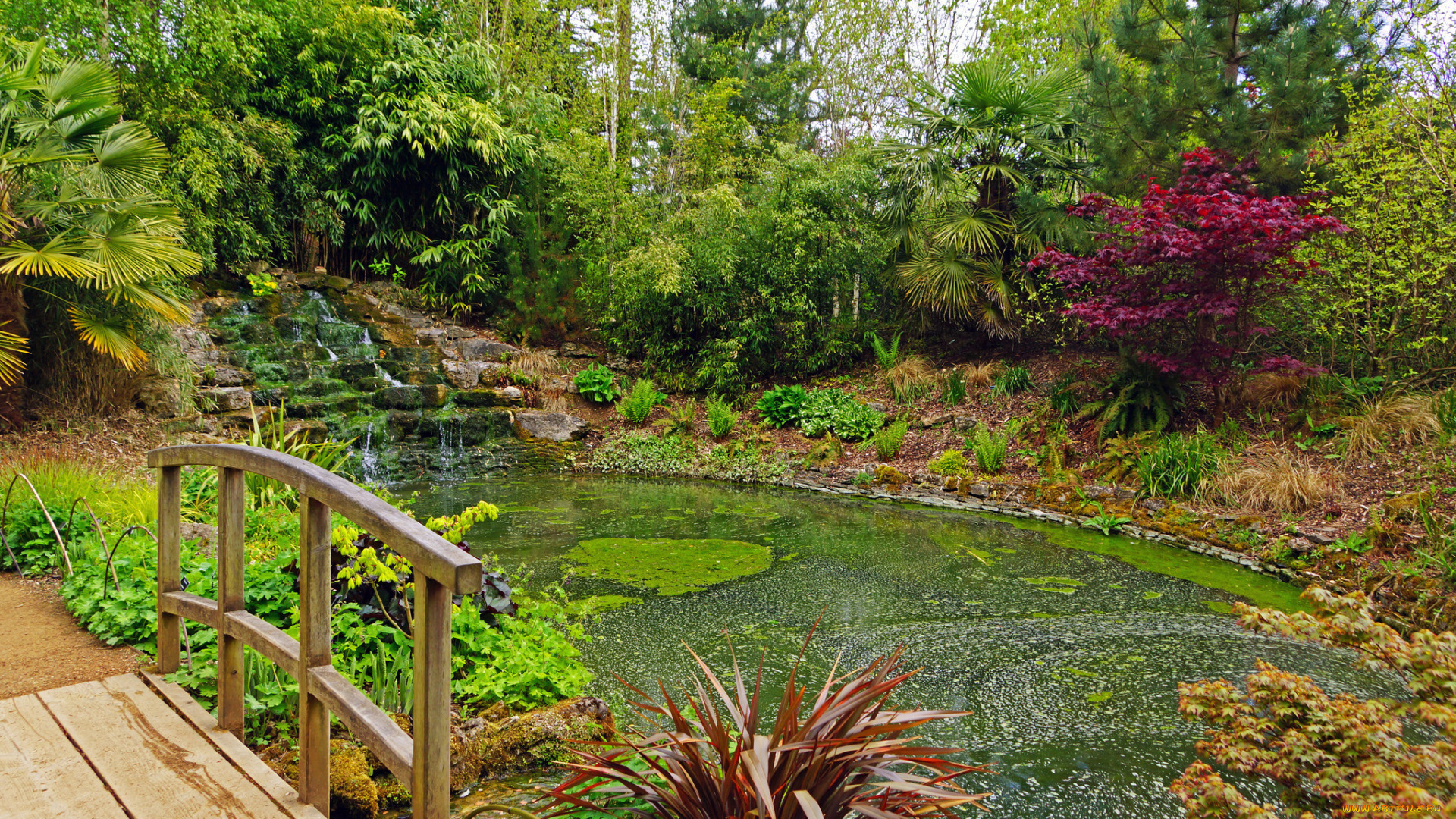 природа, парк, река, лес