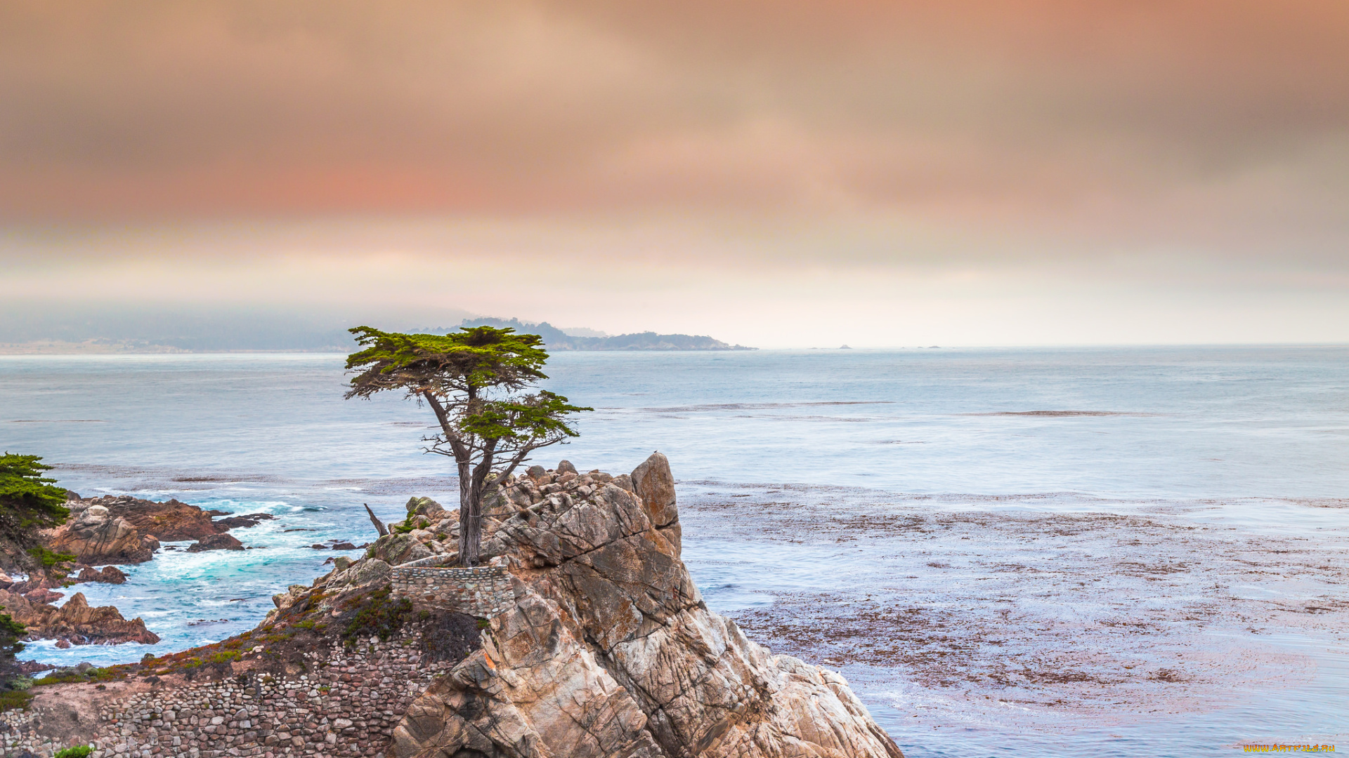 природа, побережье, дерево, скала, море